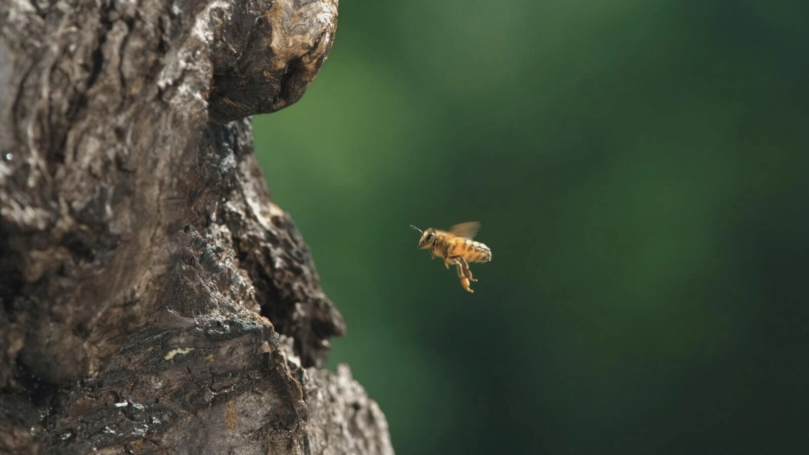 Diary of a Bee