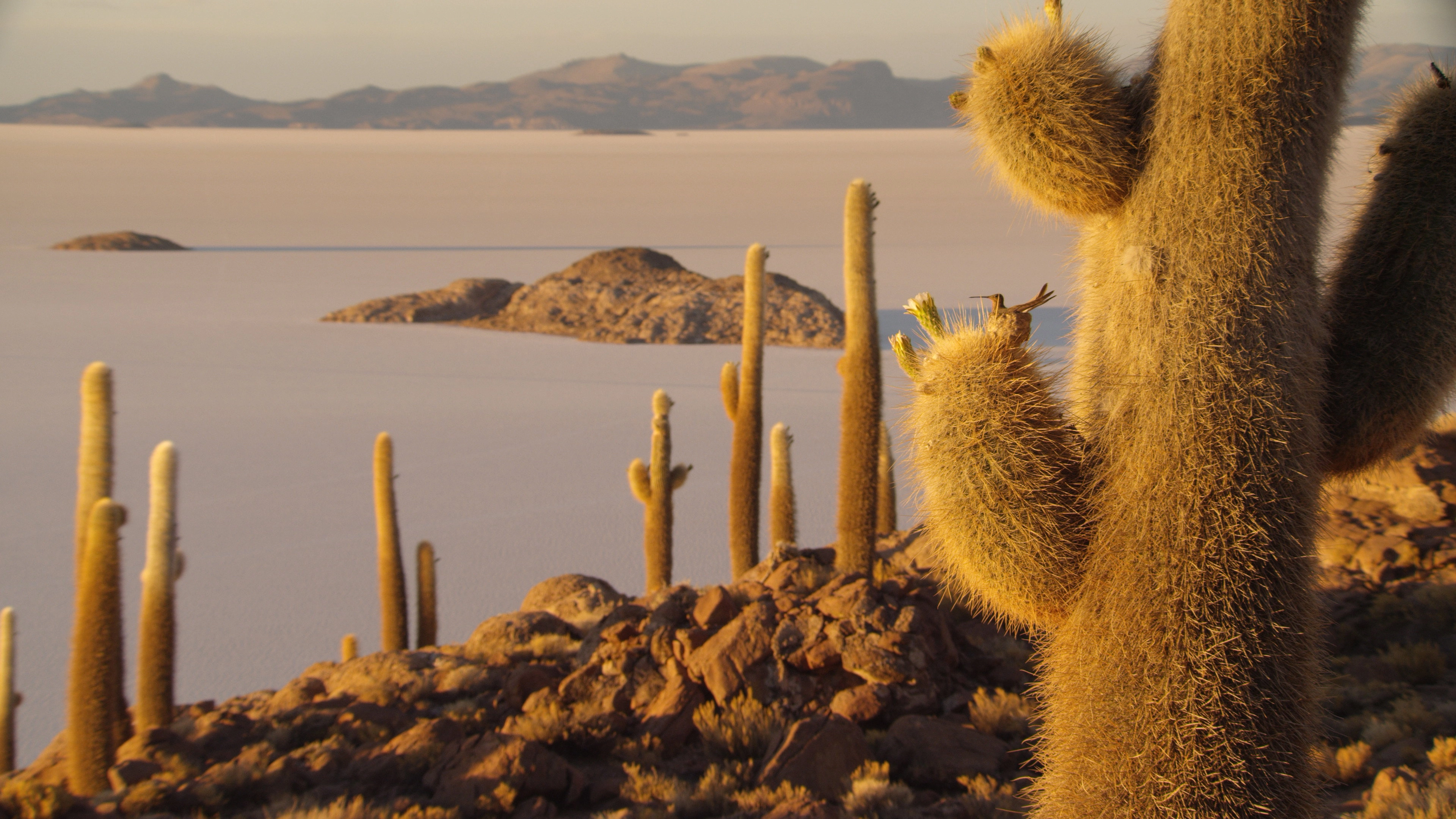 The Wild Andes