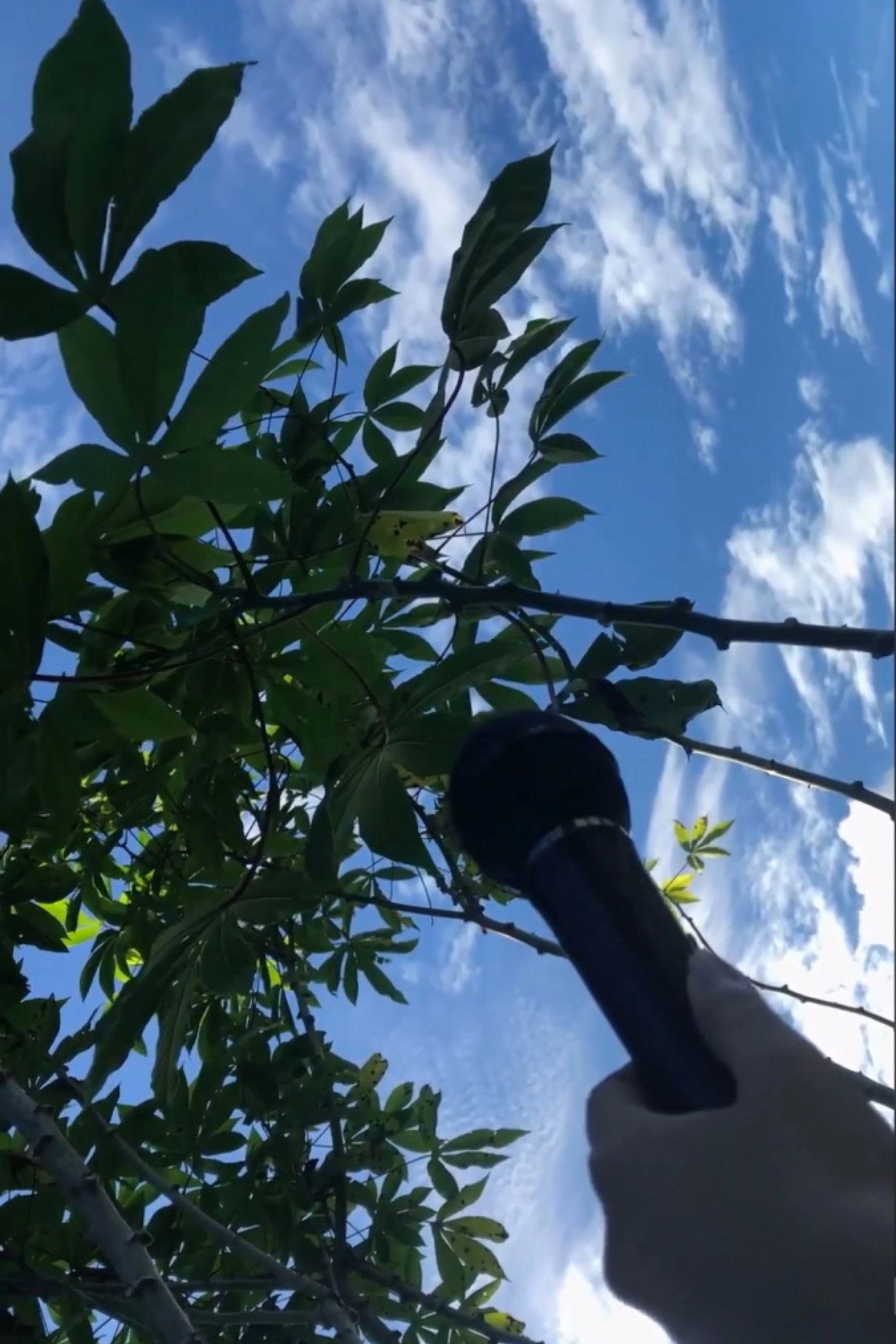 [plant speech]