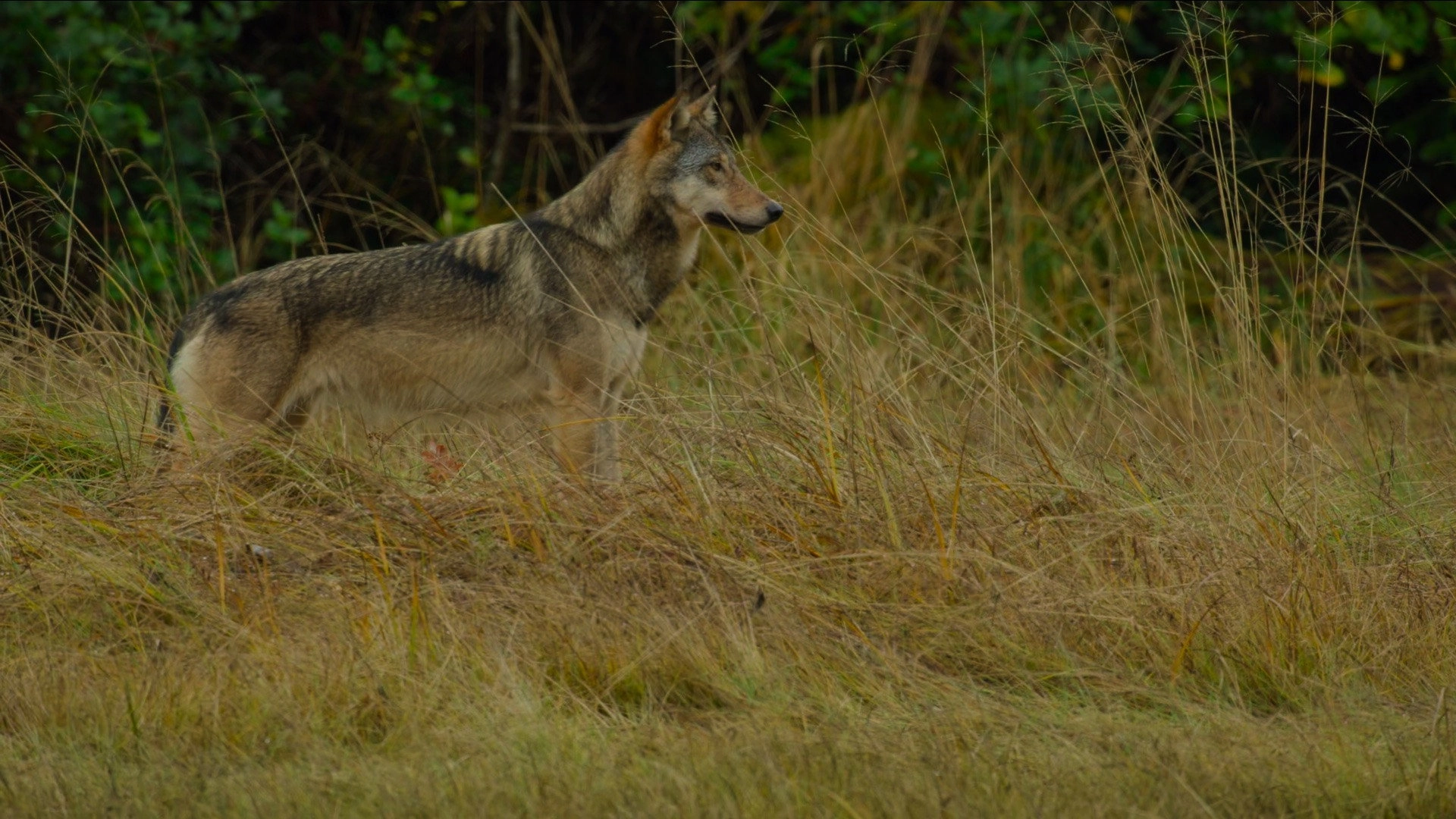 Island of the Sea Wolves