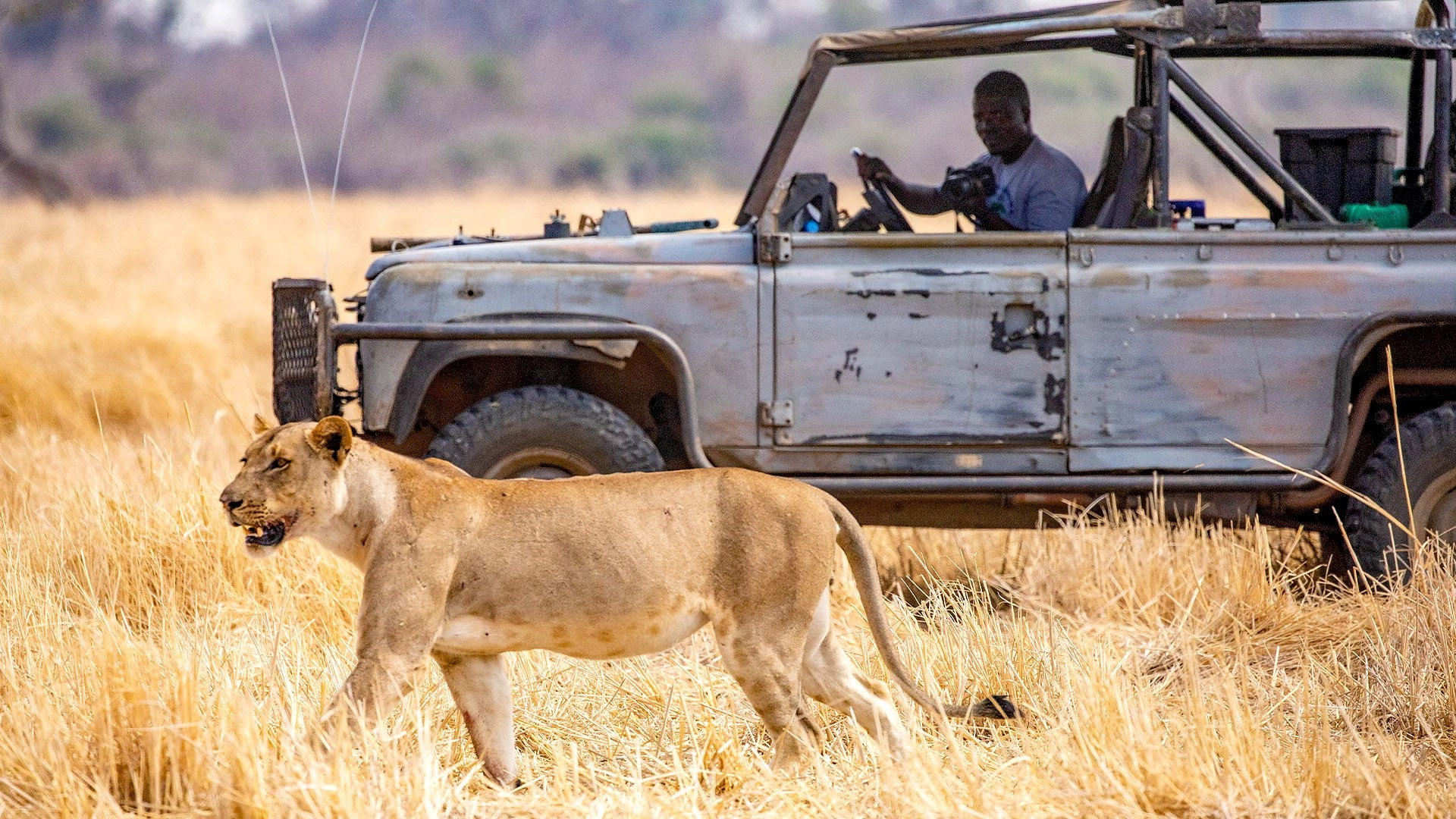 Kingdom