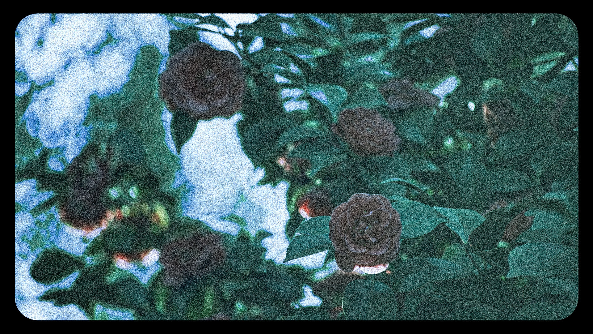 Flowers (III)