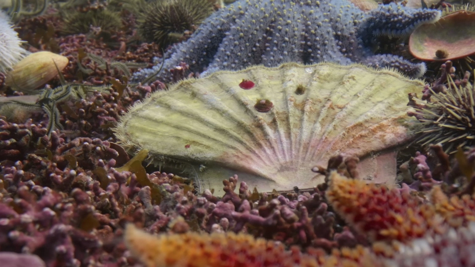 A Deeper Dive with David Attenborough