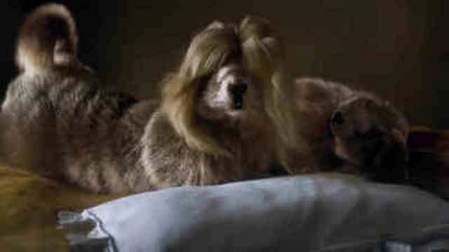Les Marmottes