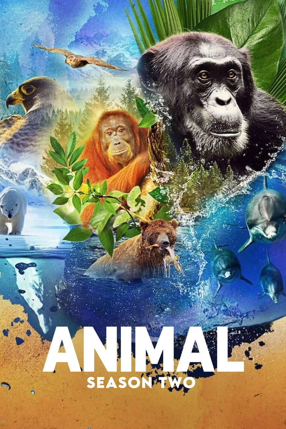 Animal