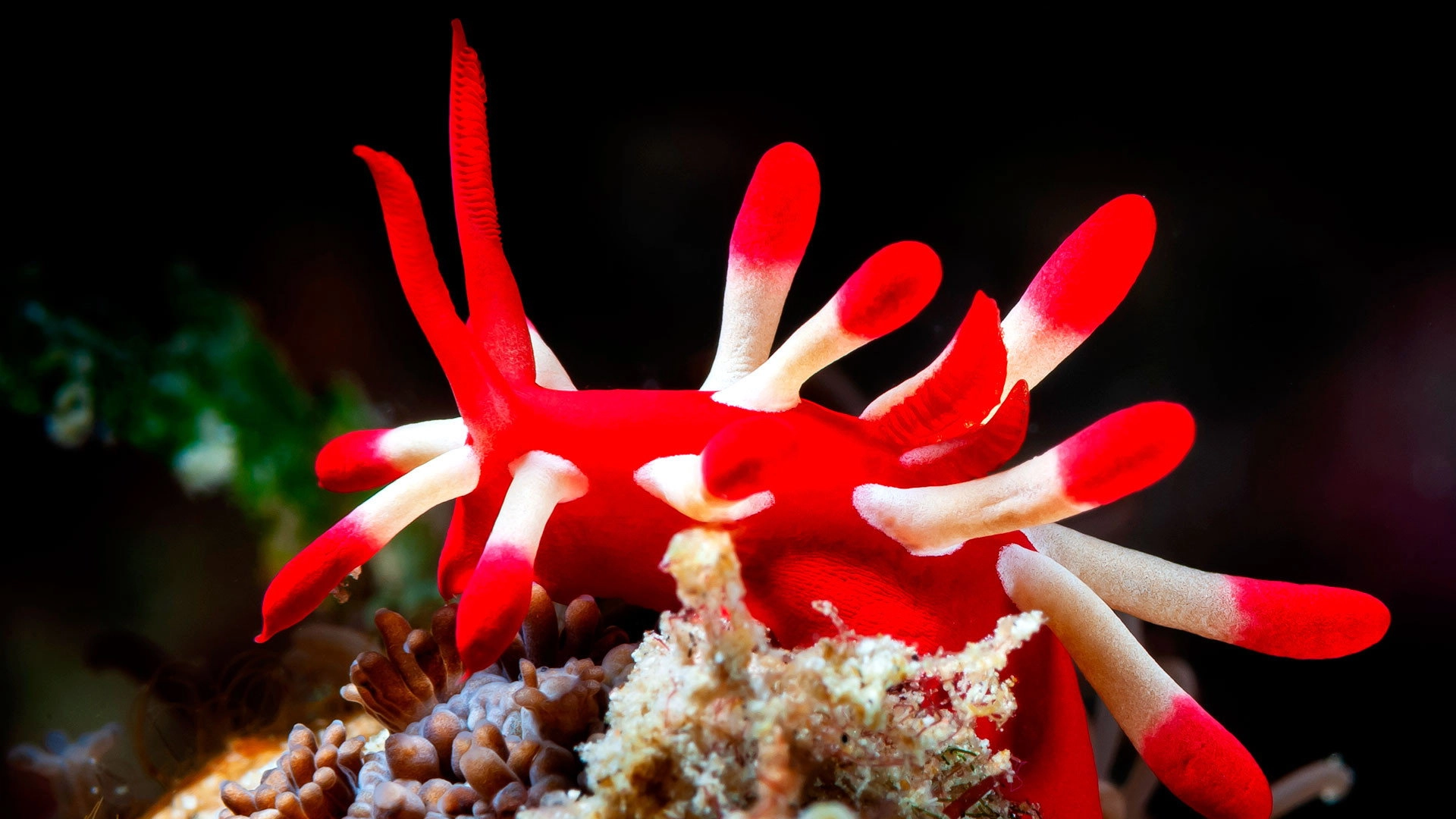Ocean's Weirdest