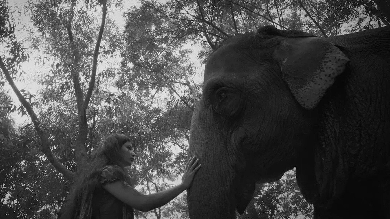 The Blind Girl and an Elephant