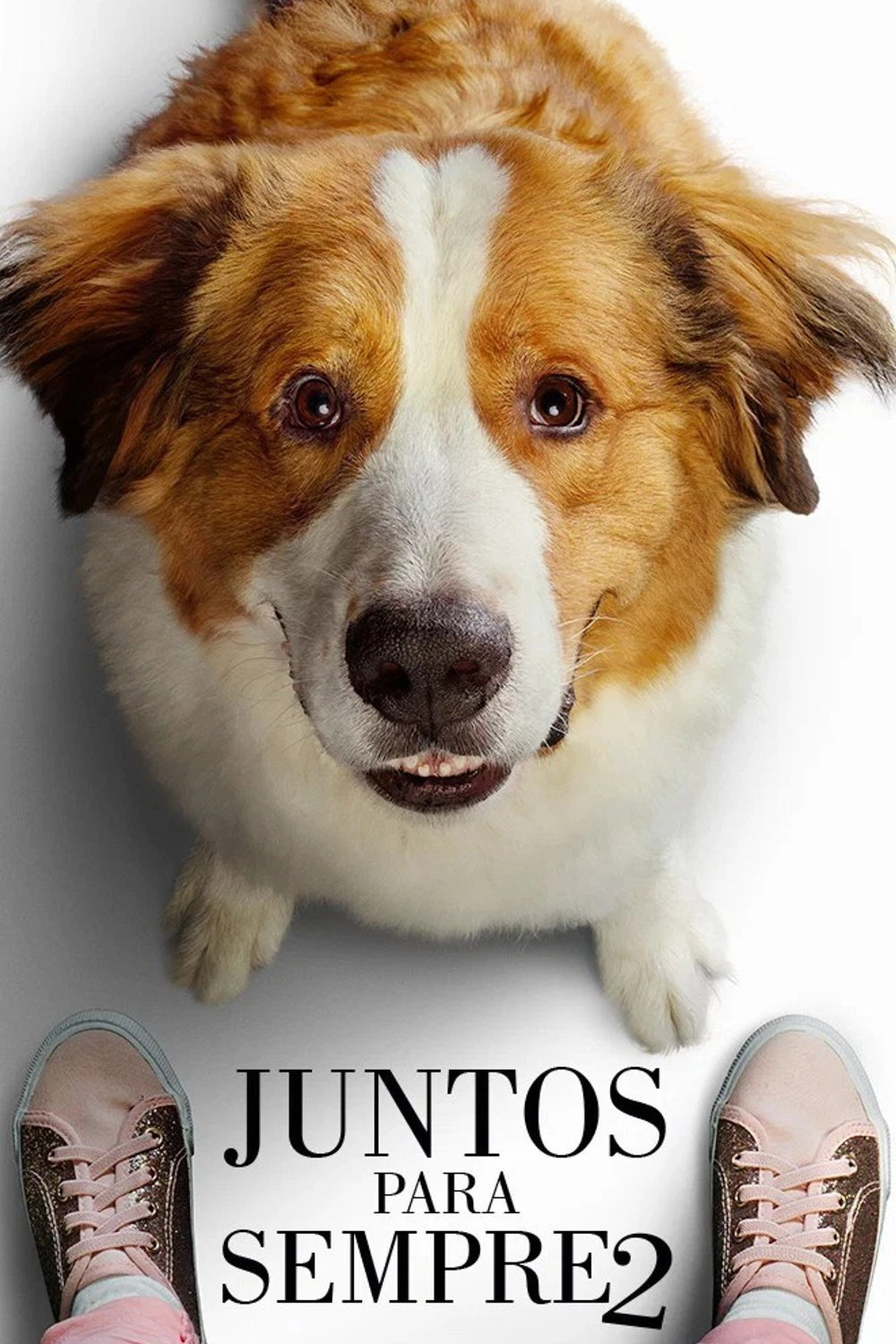 A Dog's Journey