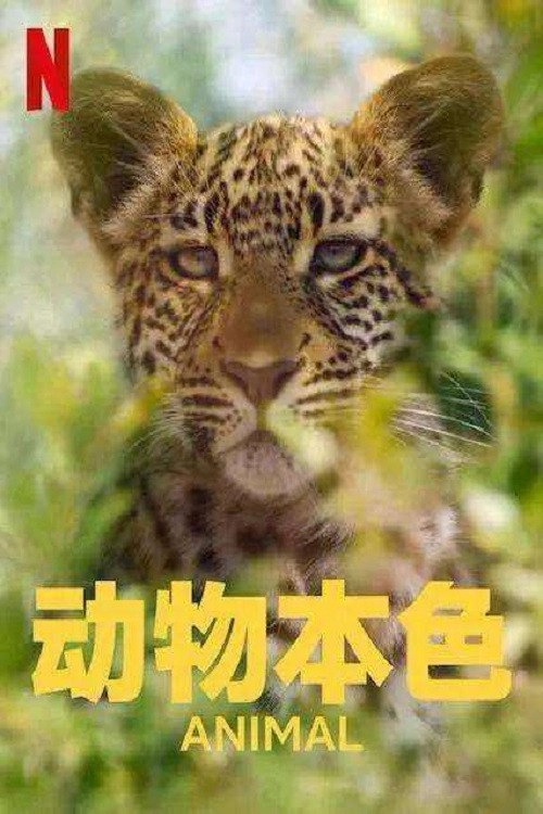 Animal