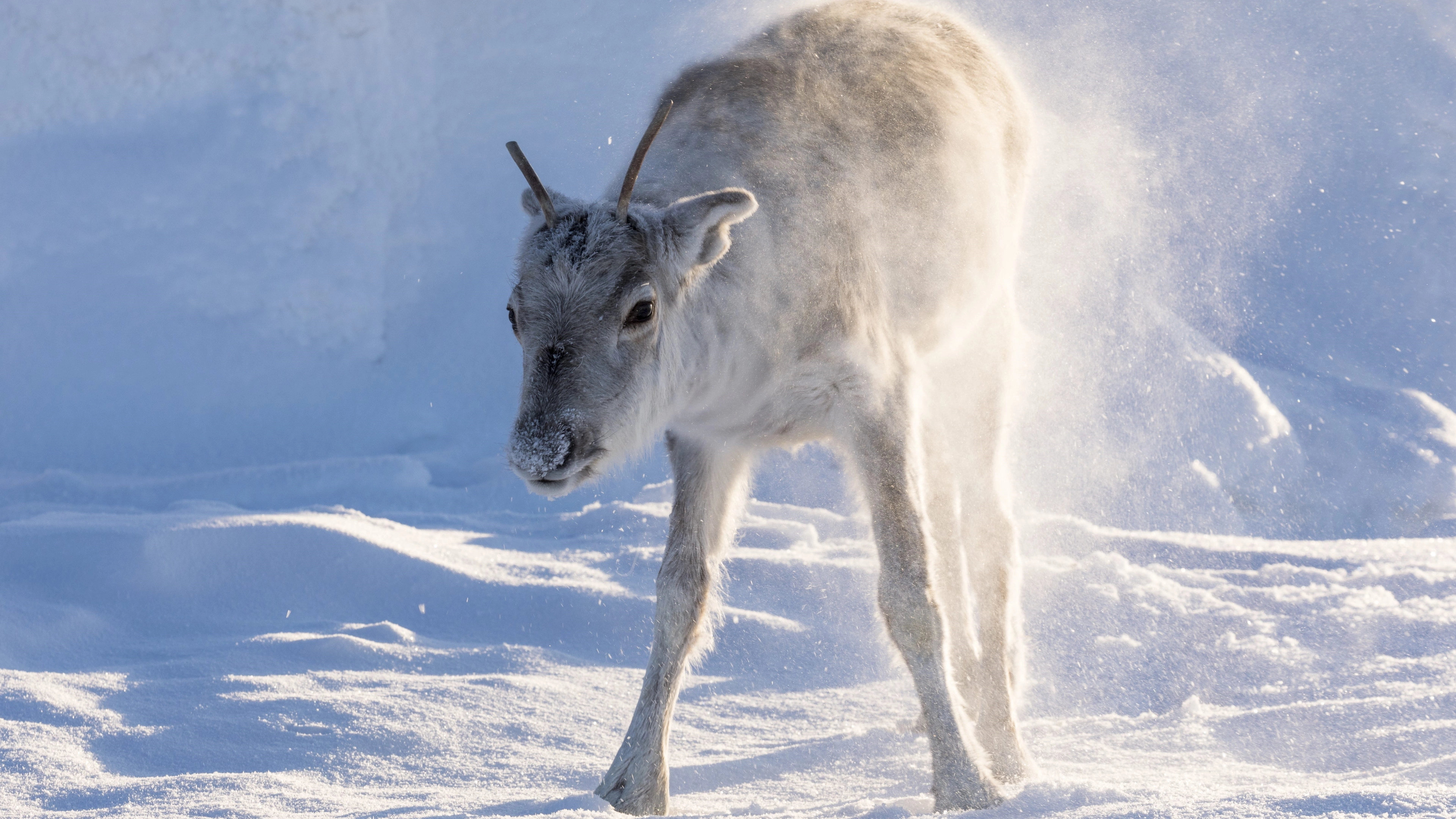 A Reindeer's Journey
