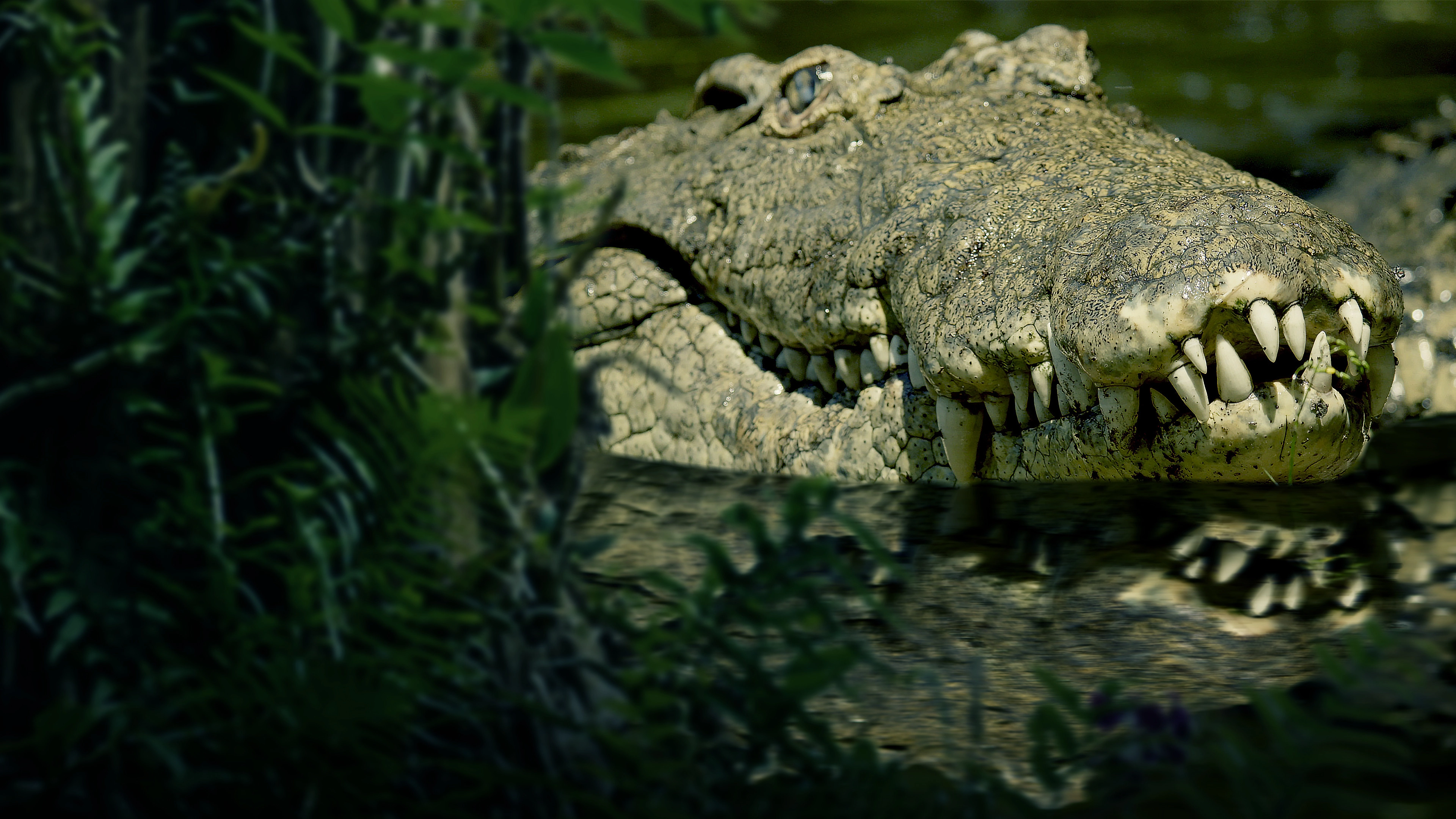 The Croc That Ate Jaws