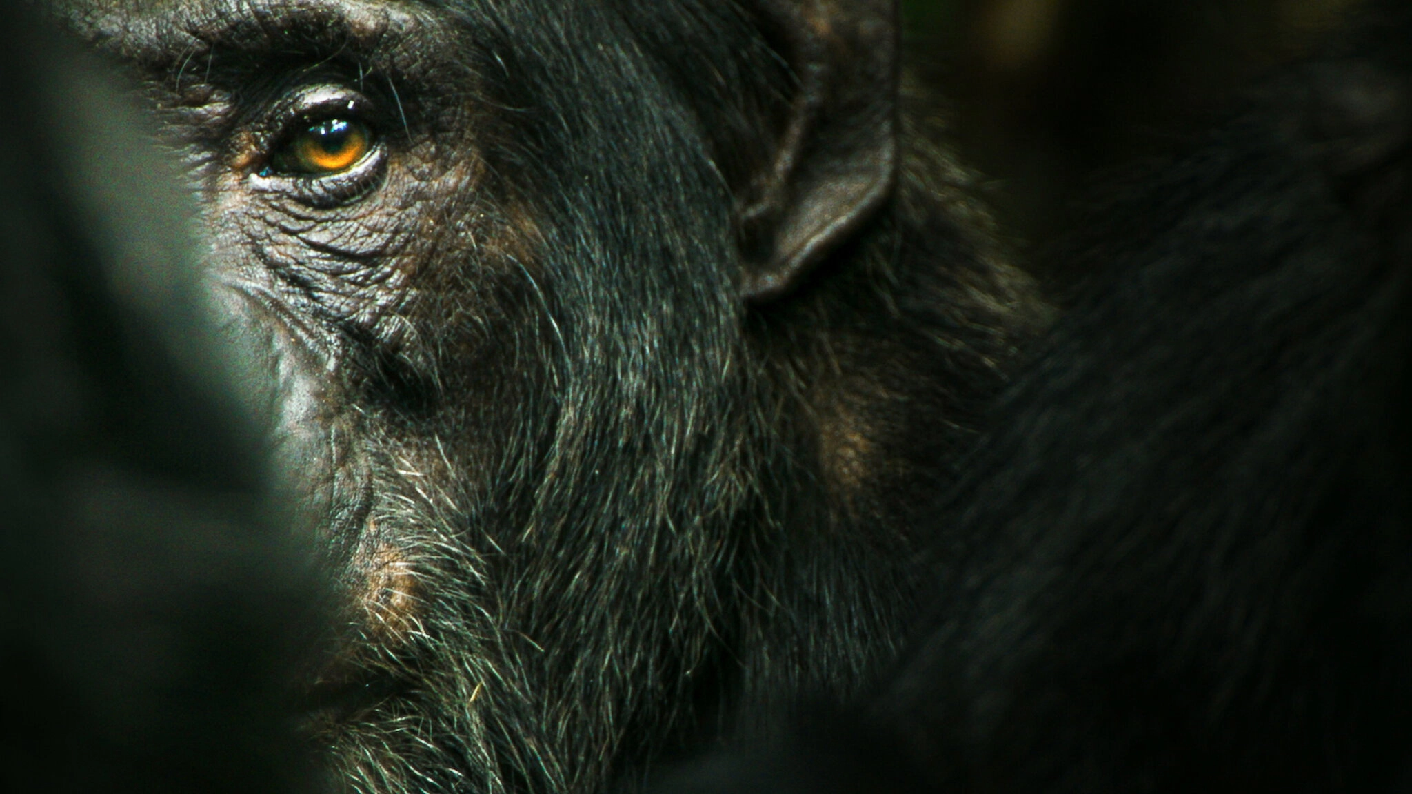 Chimp Empire