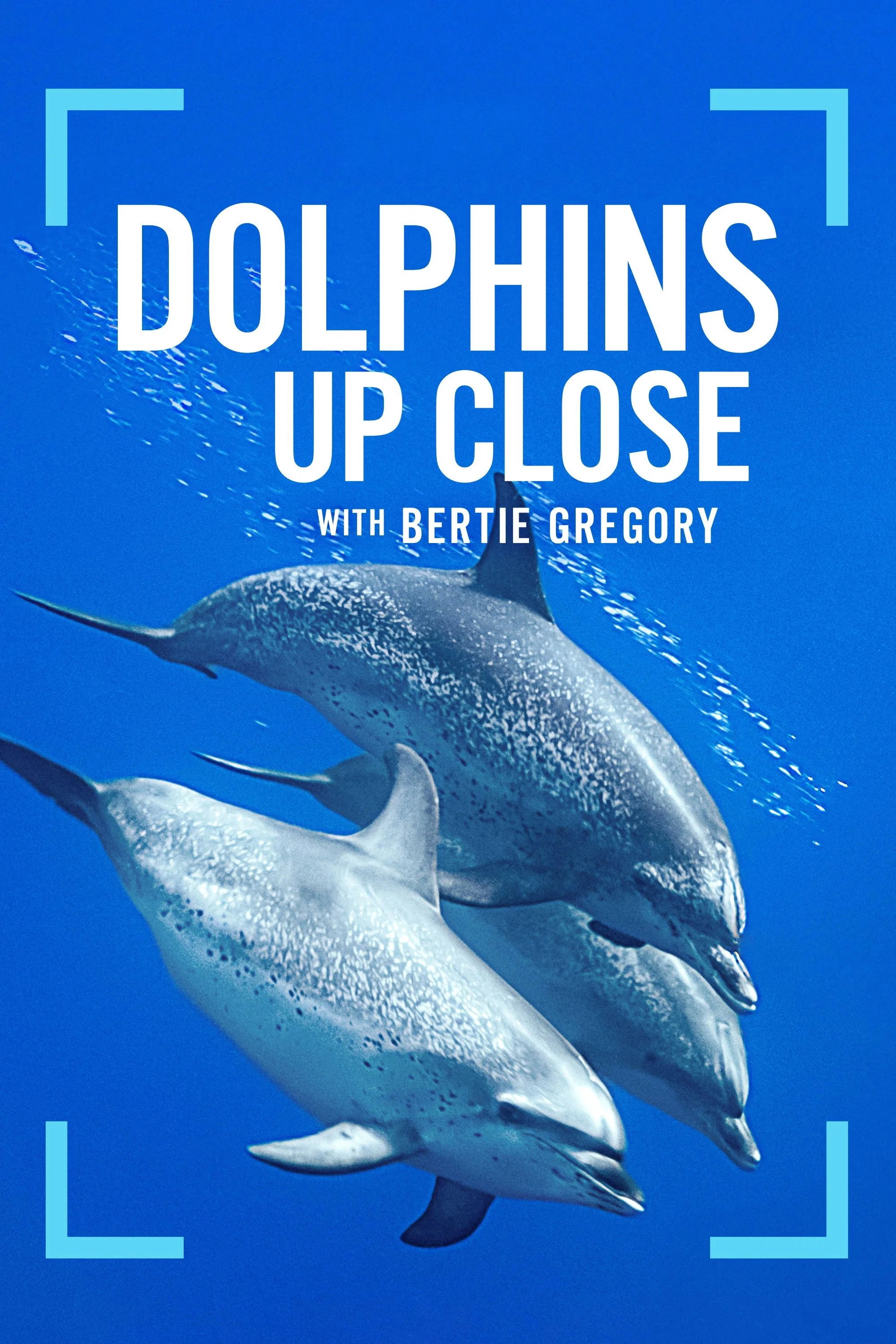 Dolphins Up Close with Bertie Gregory