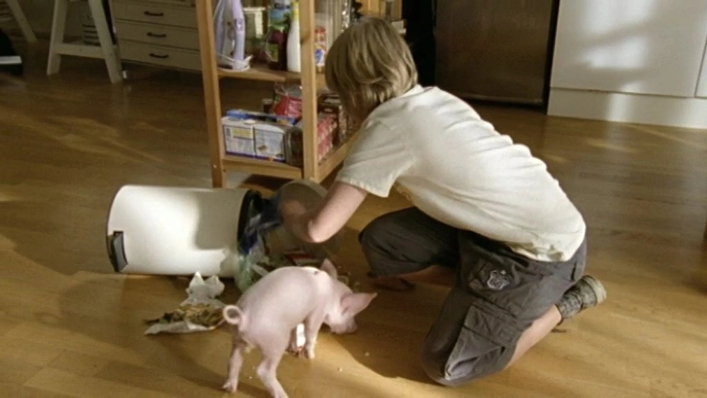 Rennschwein Rudi Rüssel