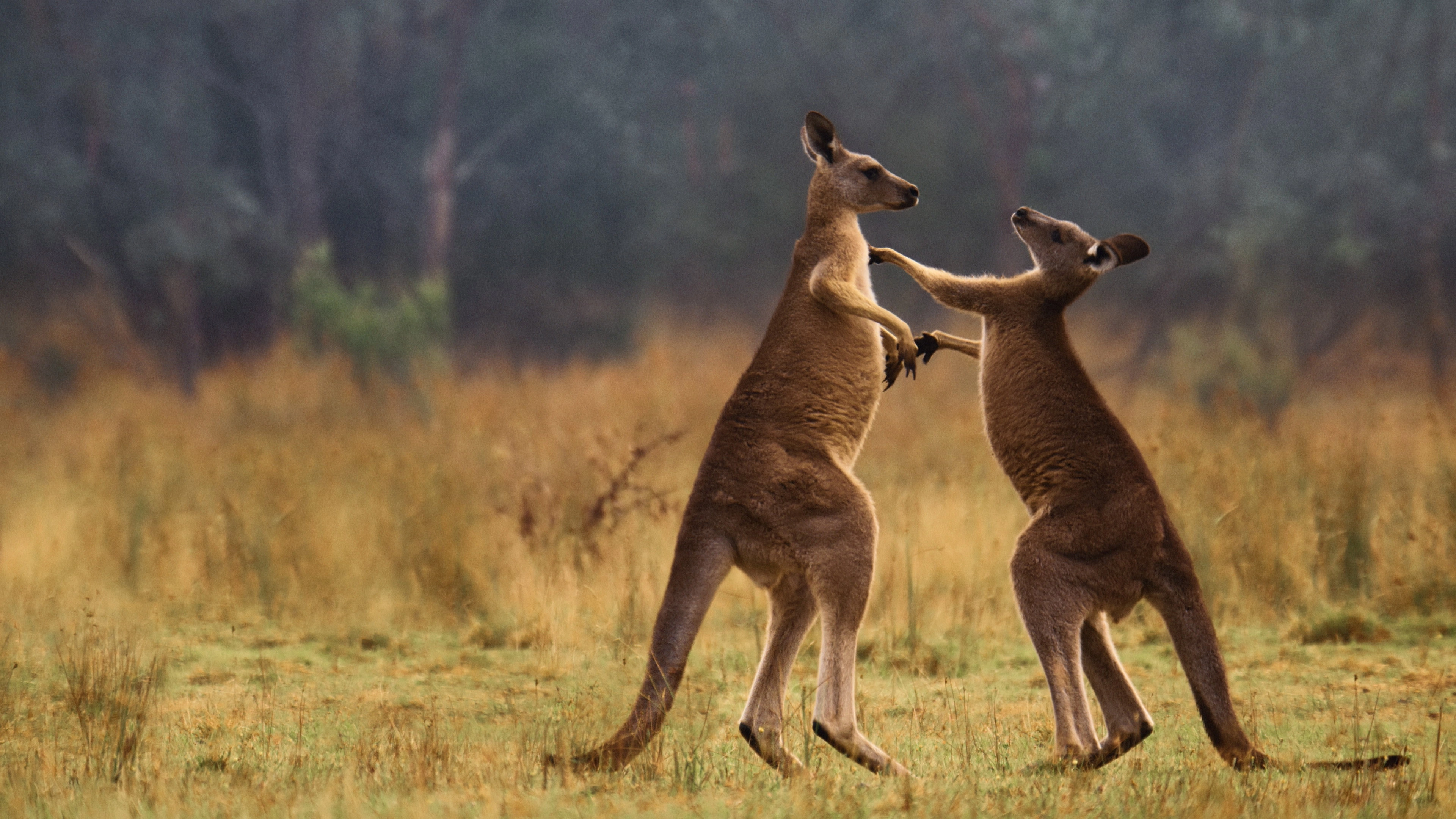 The Secret Lives of Animals