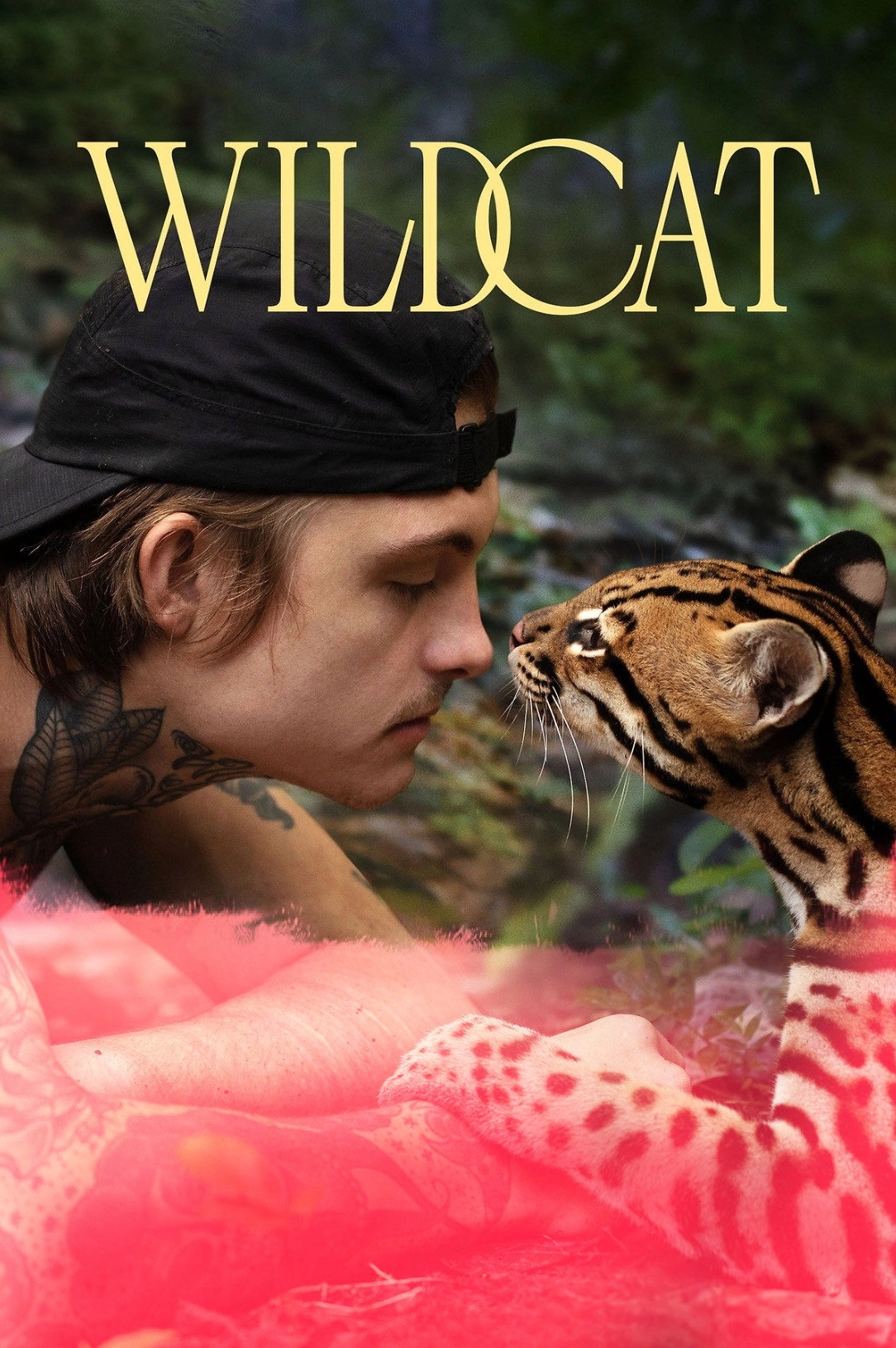 Wildcat