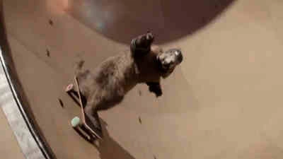 Les Marmottes