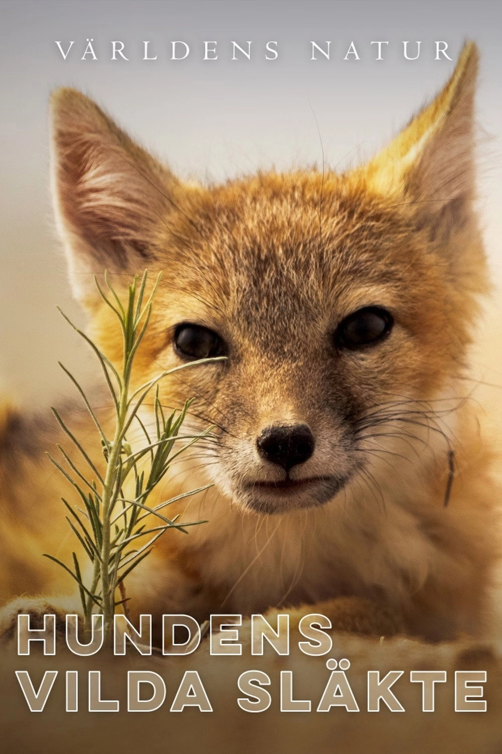 Dogs in the Wild: Meet the Family