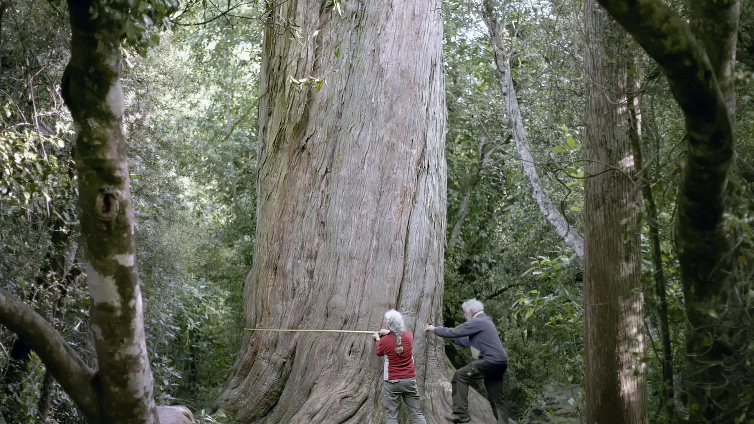 Nouvelle-Zélande, la forêt des géants