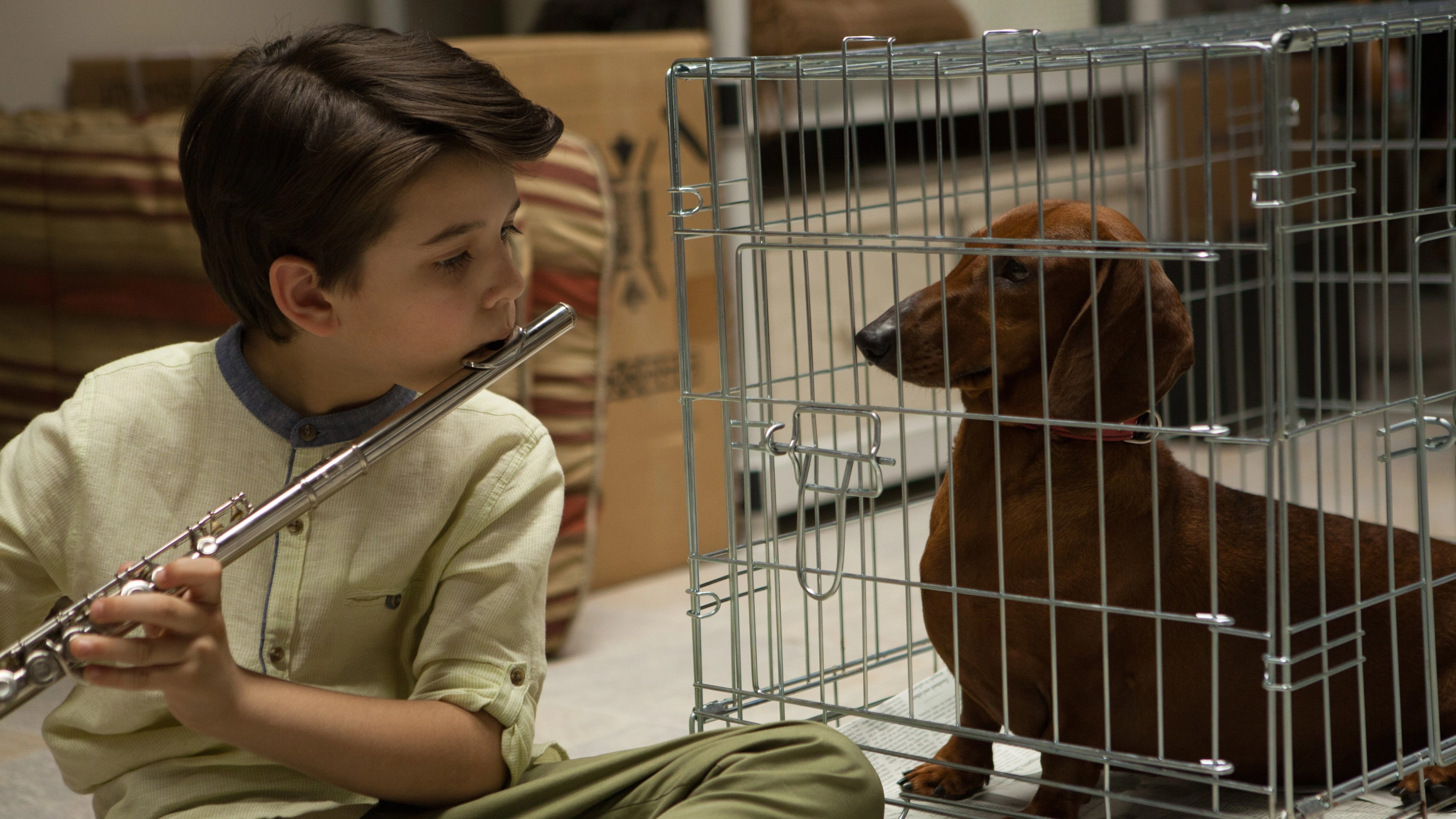 Wiener-Dog