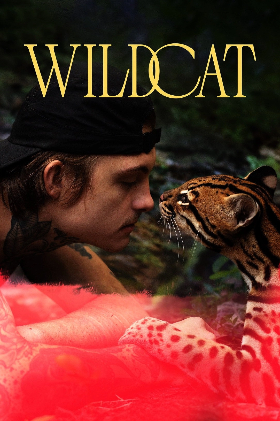 Wildcat