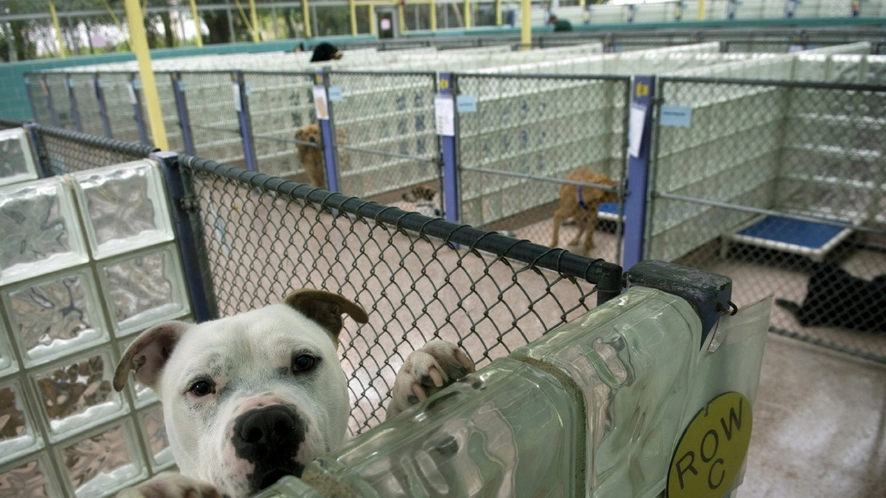 Animal Cops: Philadelphia