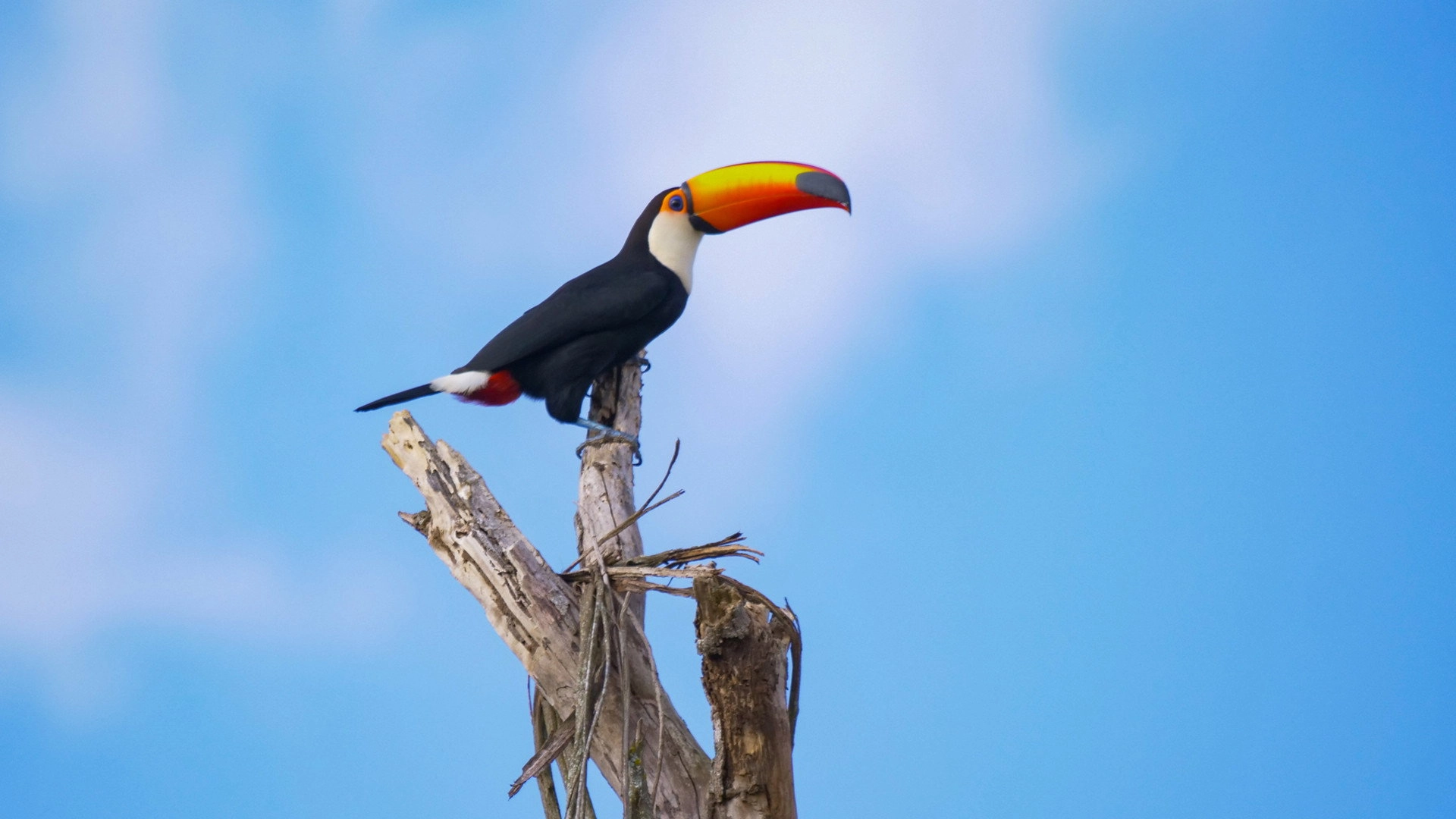 South America's Weirdest Animals