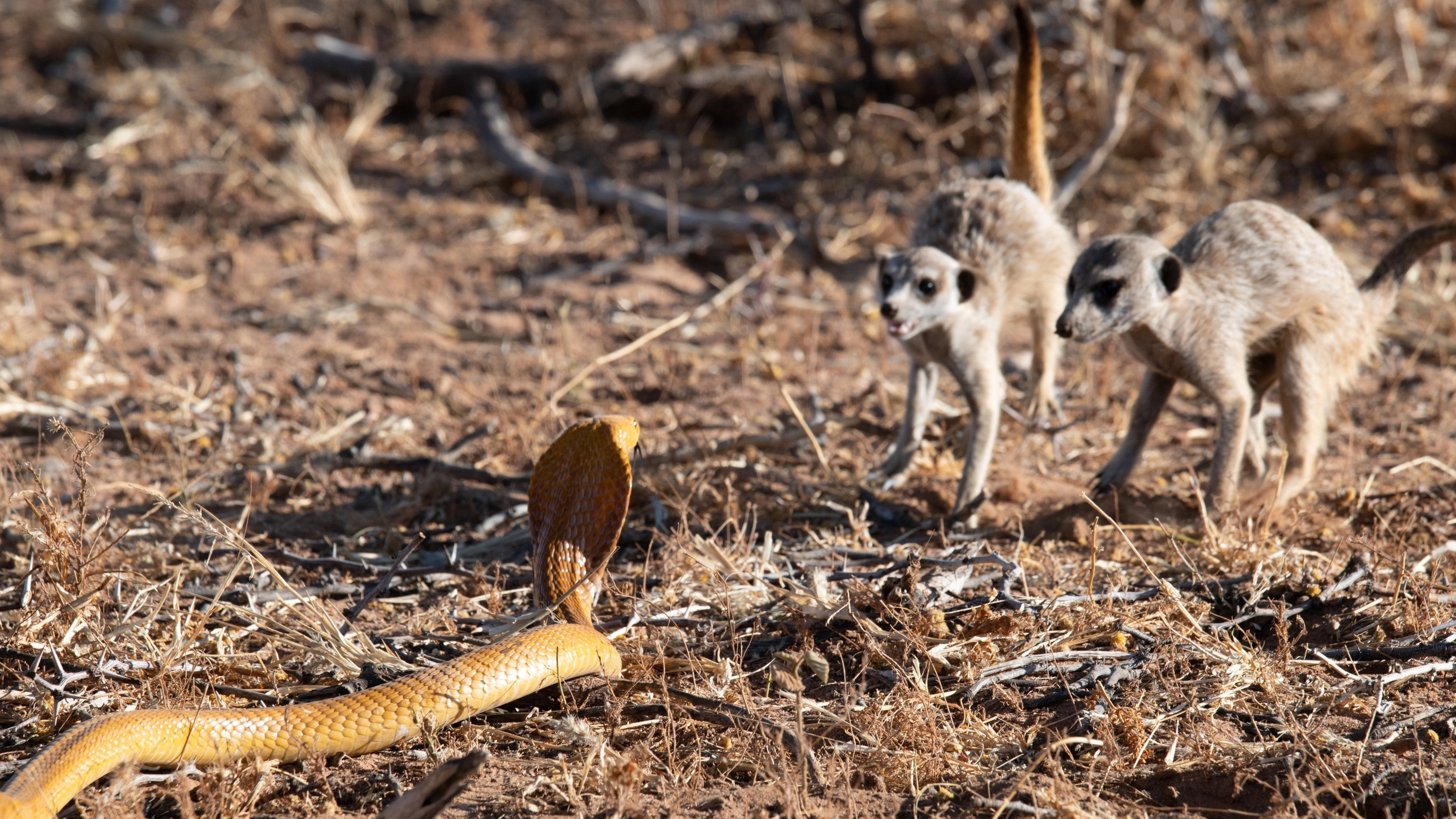 Meet The Meerkats