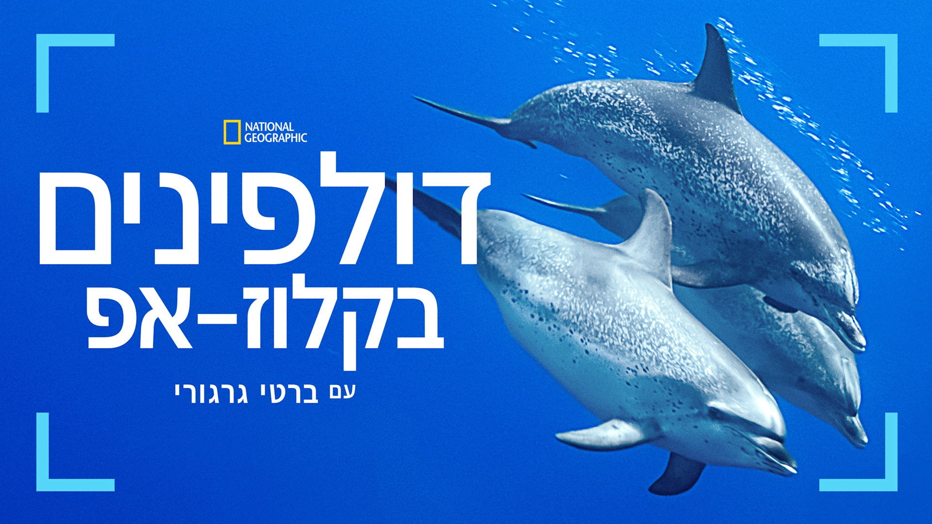 Dolphins Up Close with Bertie Gregory