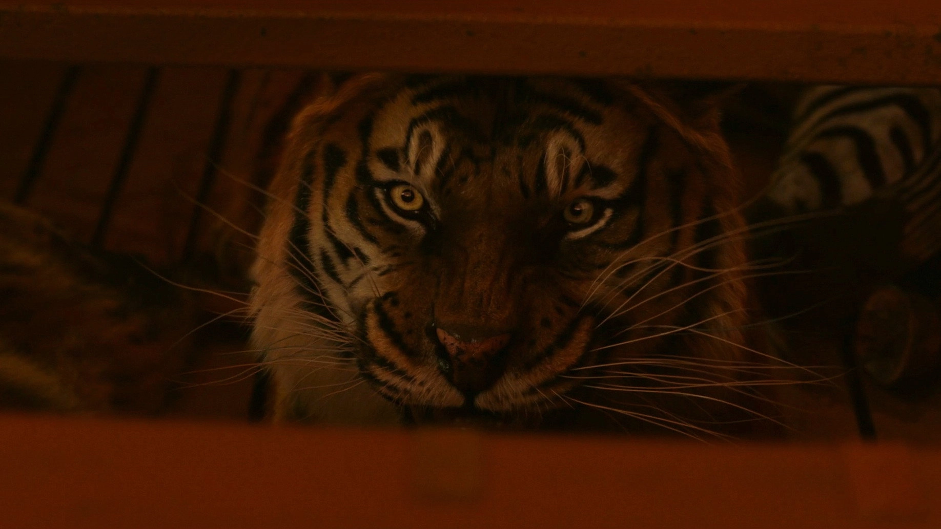 Life of Pi