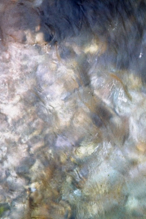 Buckskin