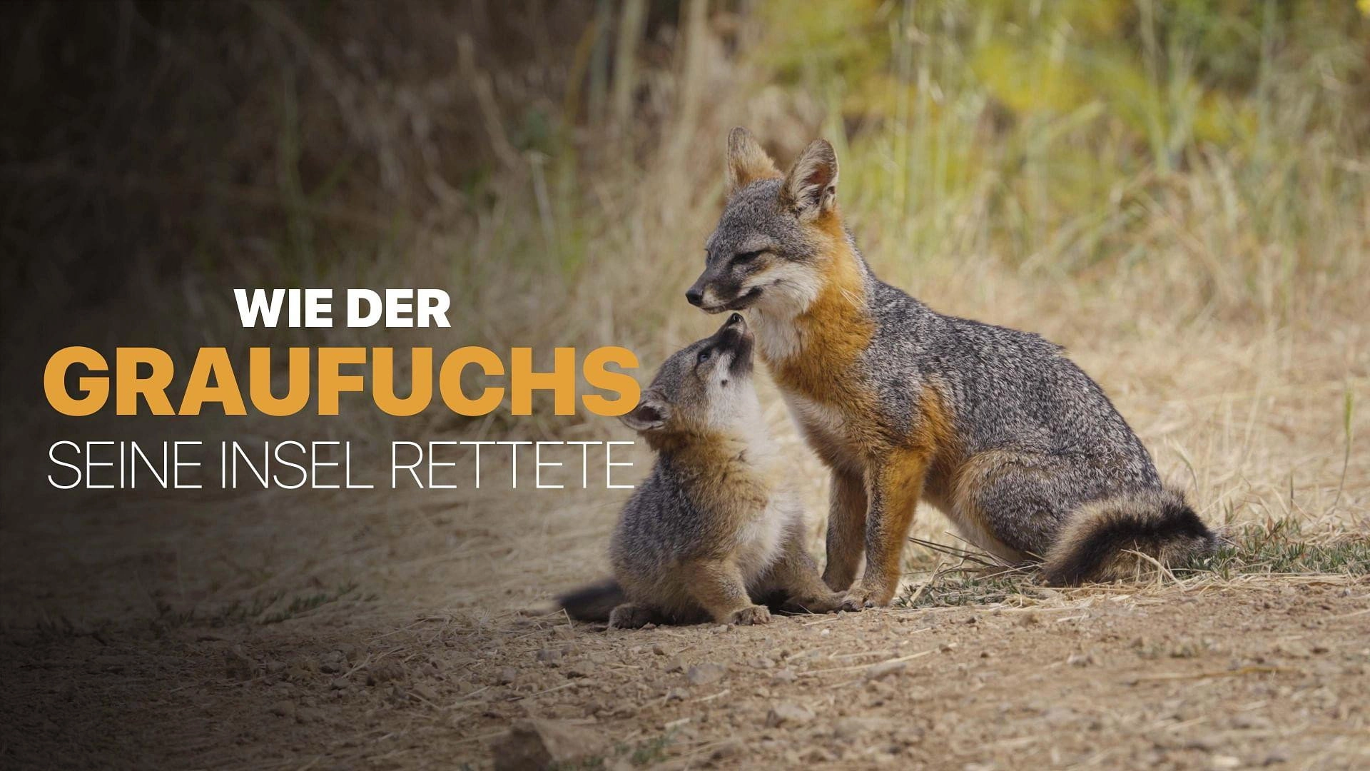 Le renard qui a sauvé son île