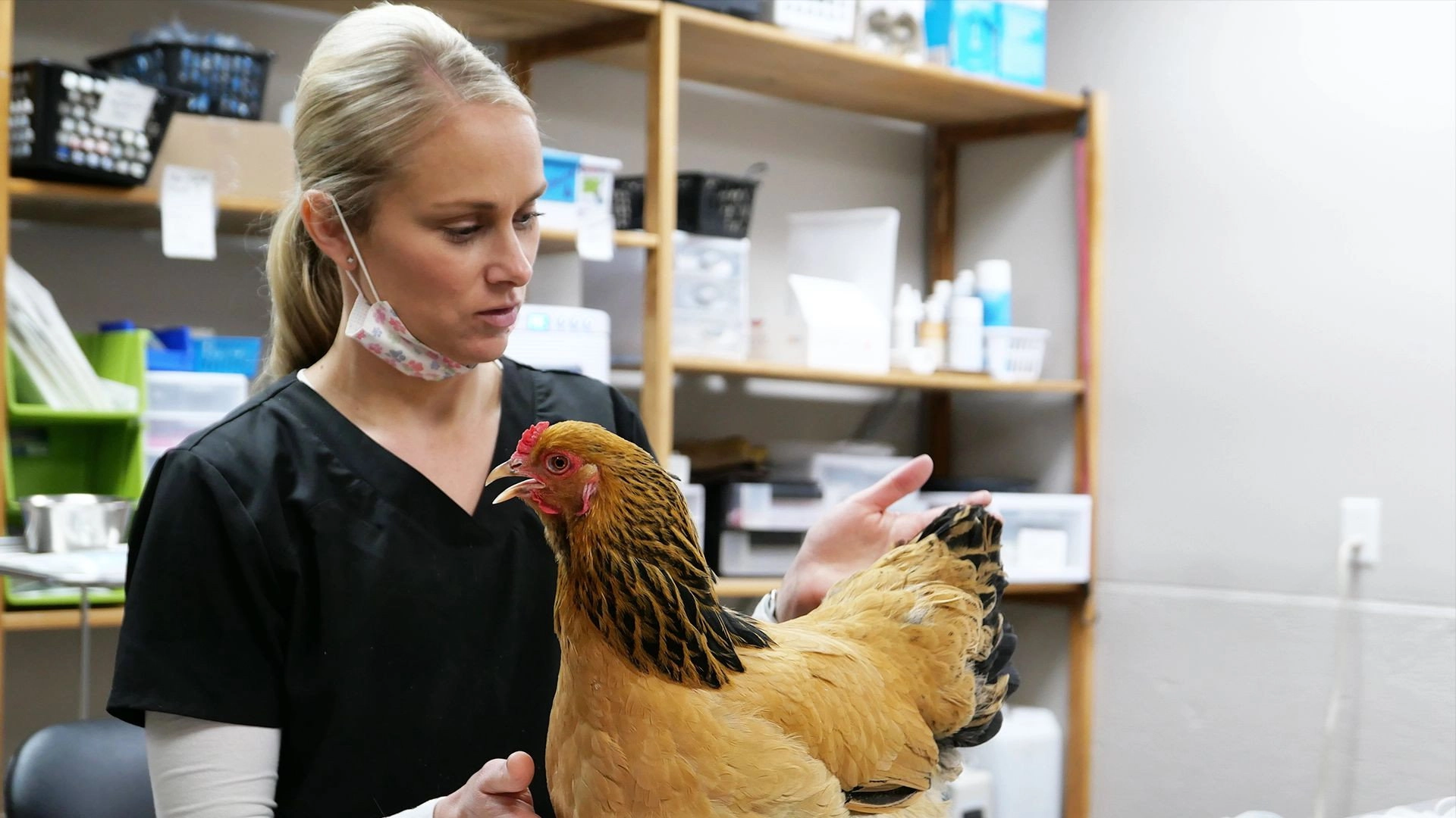 Heartland Docs, DVM