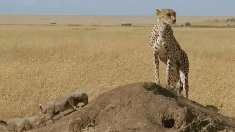 If I Were an Animal