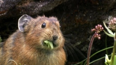 Wild Russia