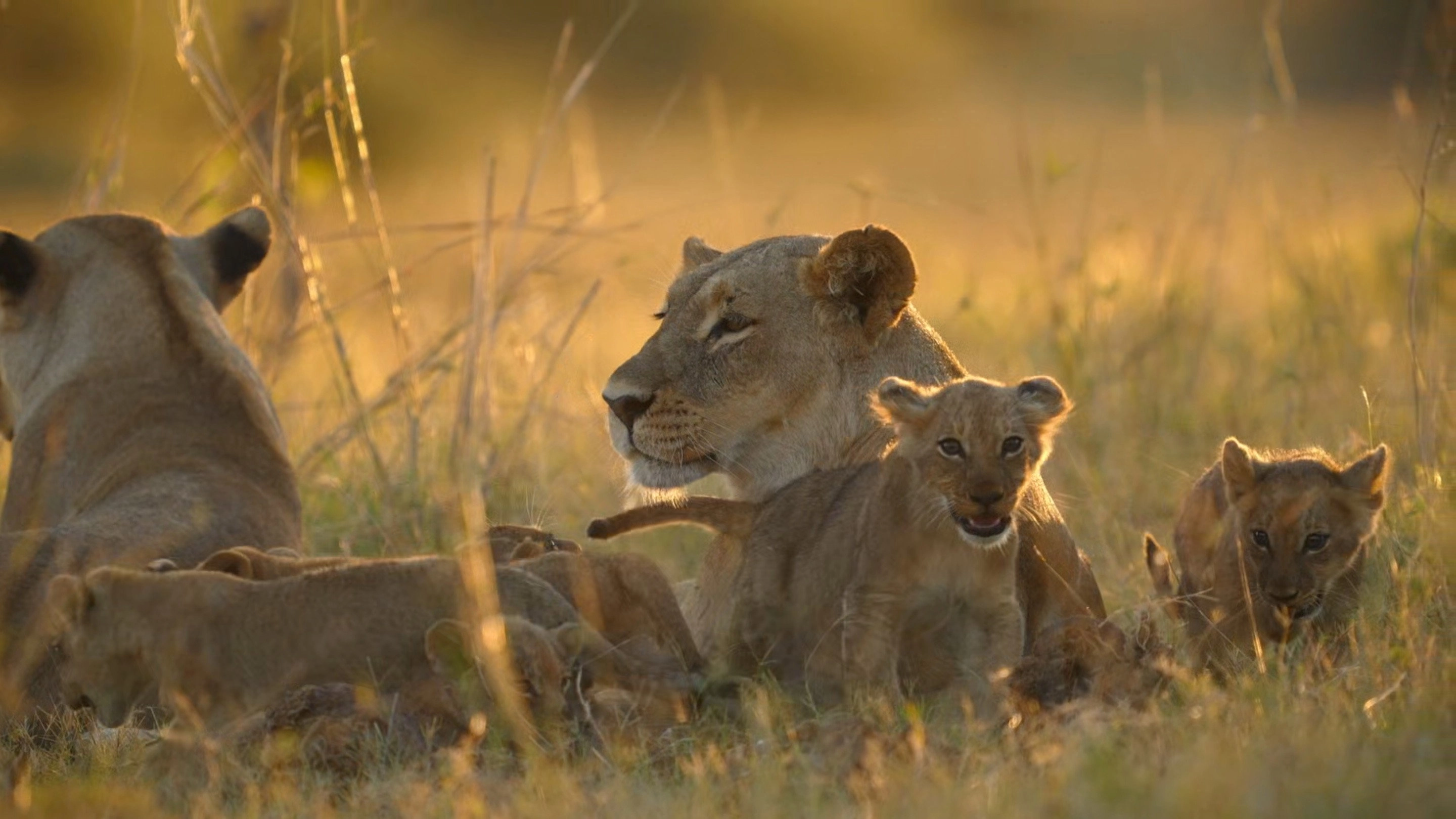 Big Cats, Small World