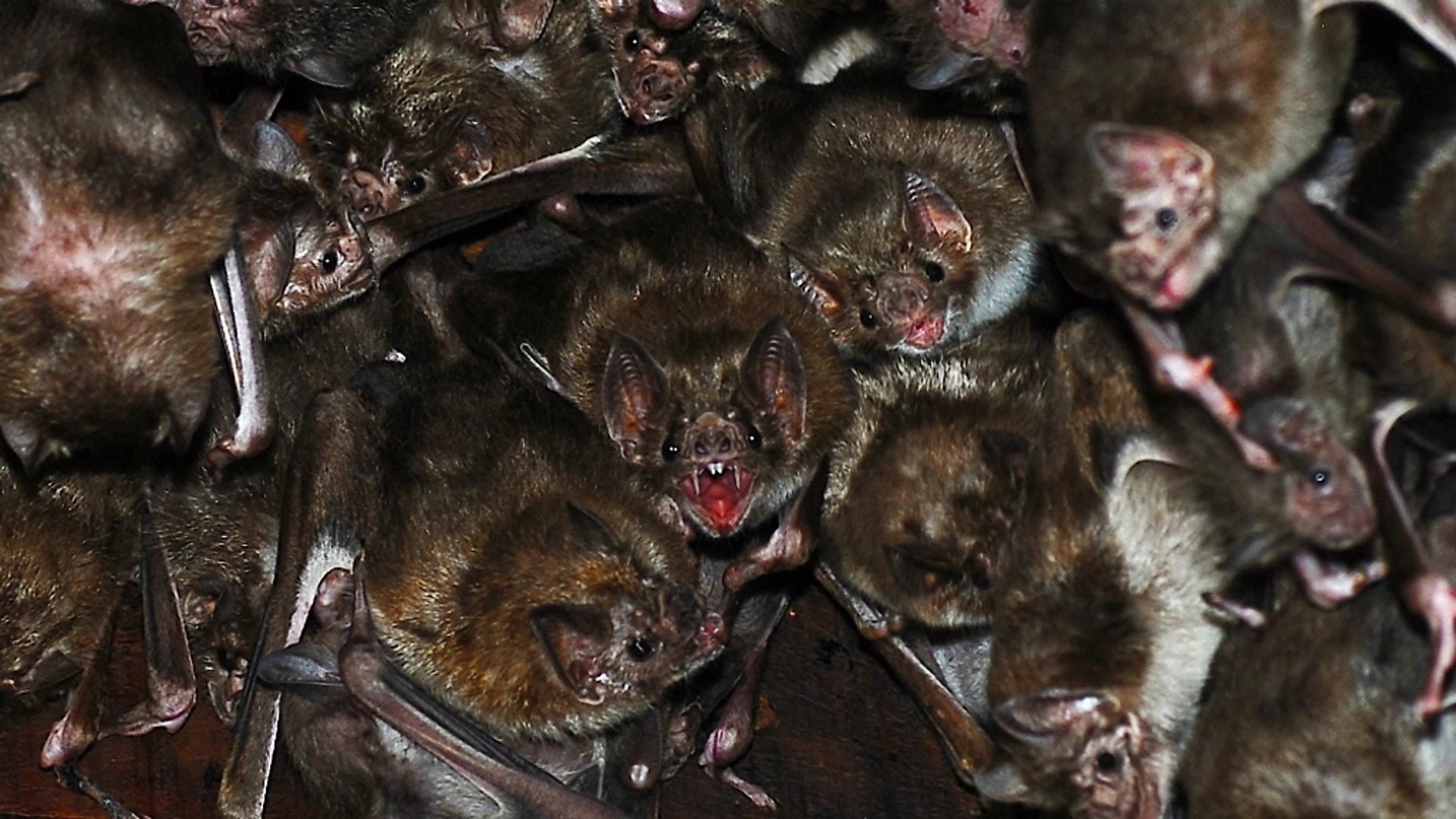 The Dark: Nature's Nighttime World