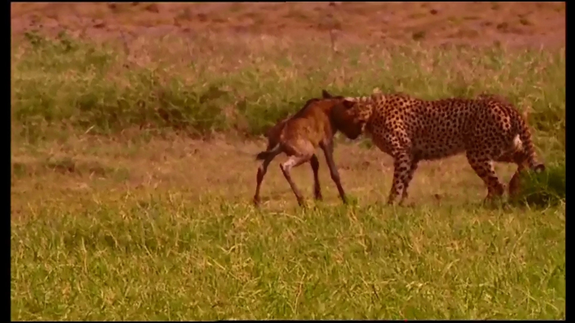Animal Life: Young & Wild