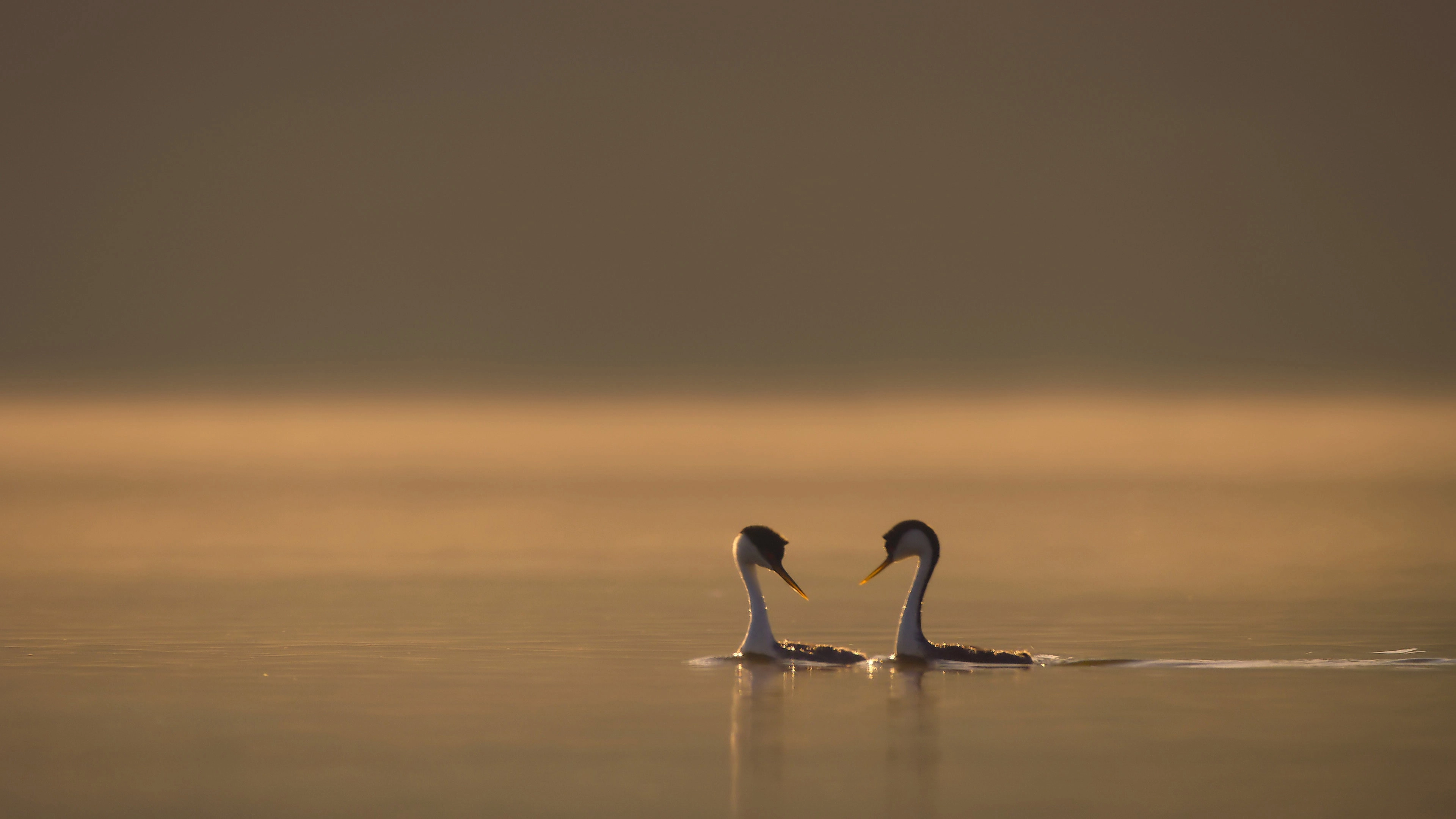 The Secret Lives of Animals