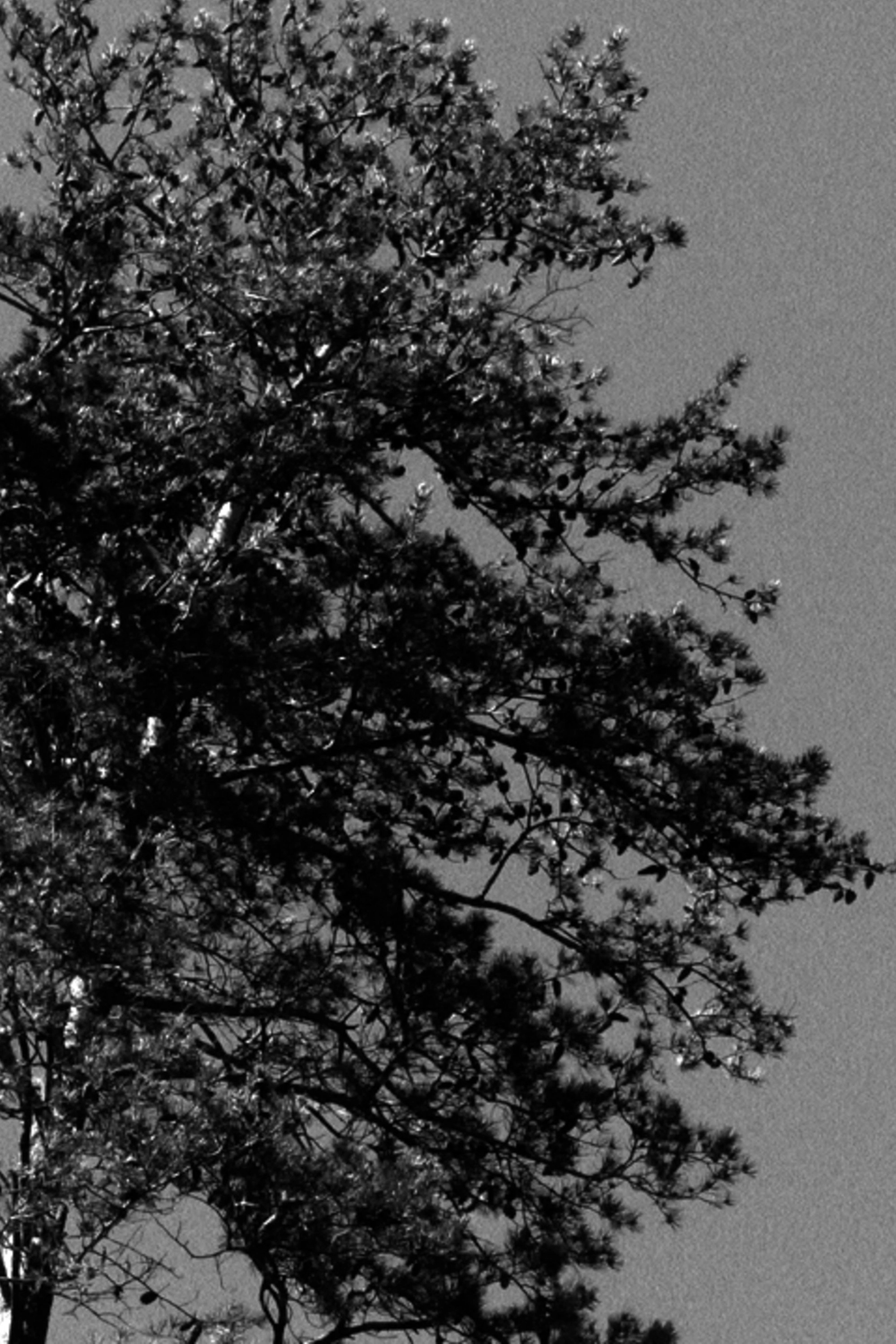The Sound of Trees