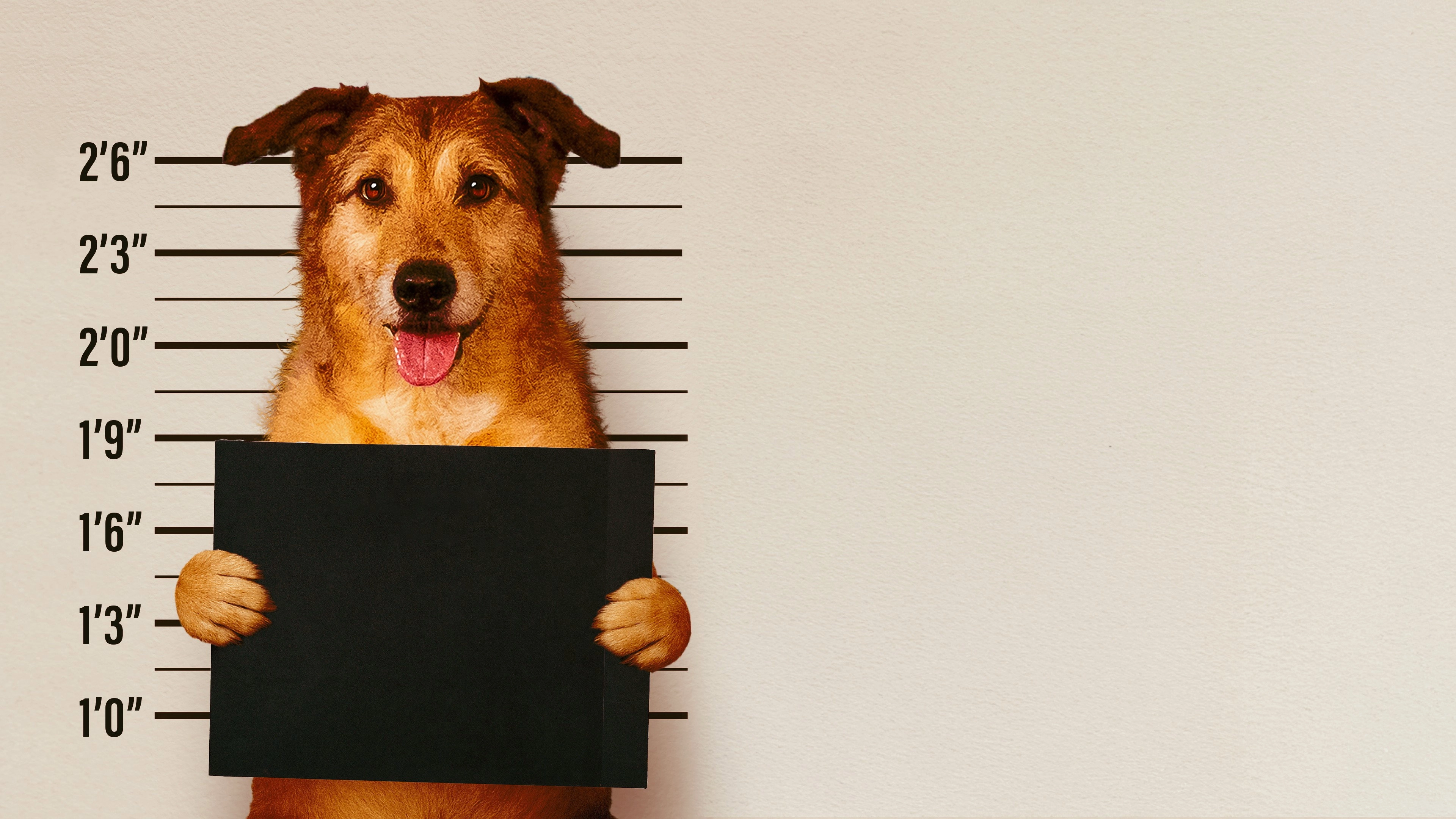 Dog on Trial