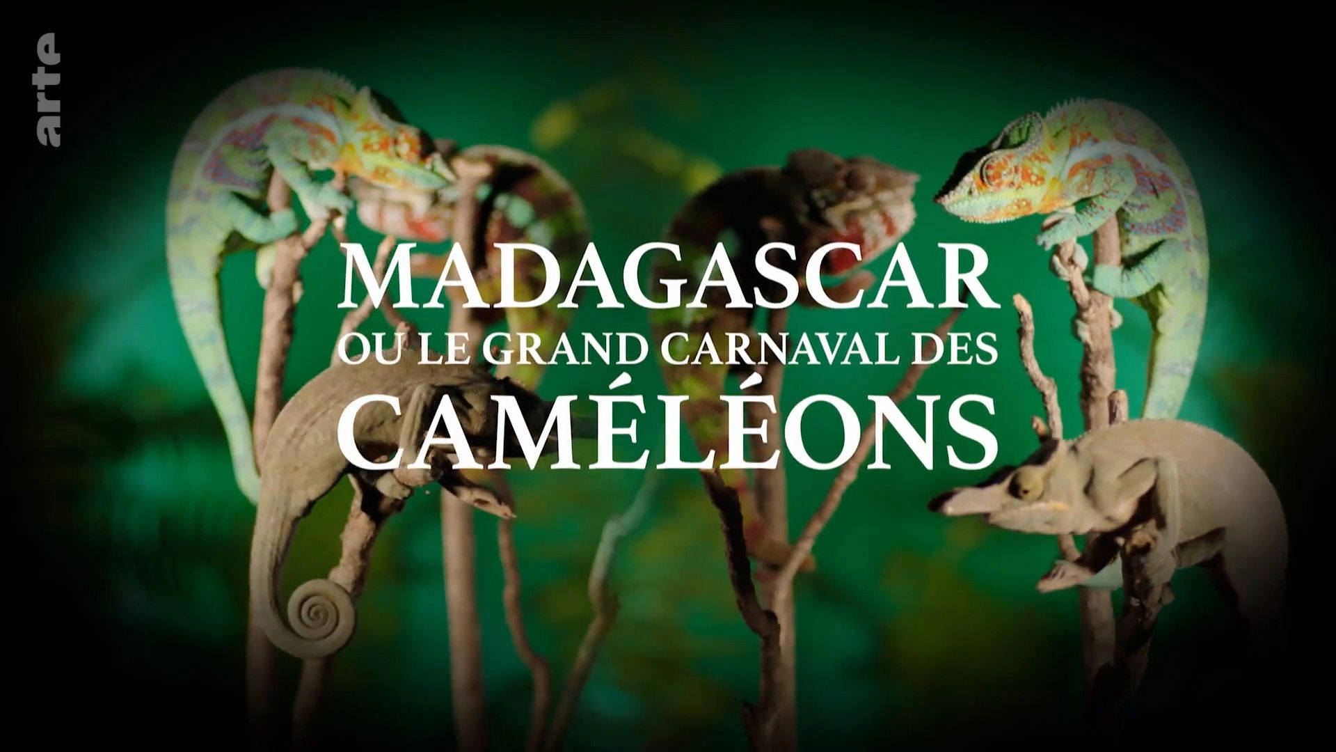 Madagascar or the Great Carnival of the Chameleons