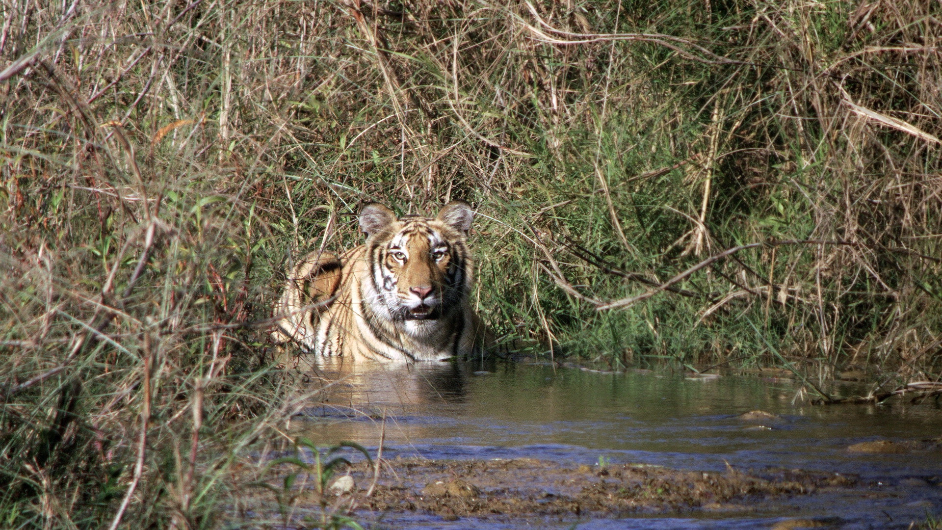 Age of Big Cats