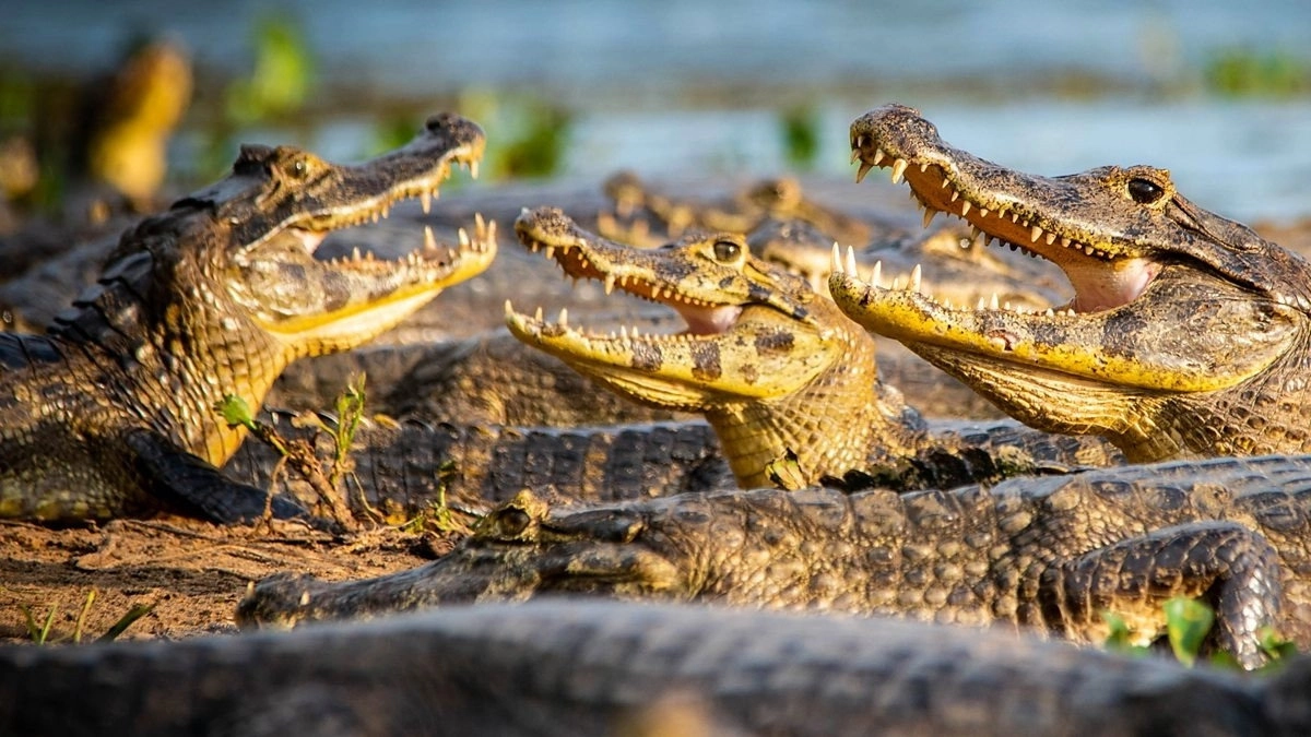 The Mating Game