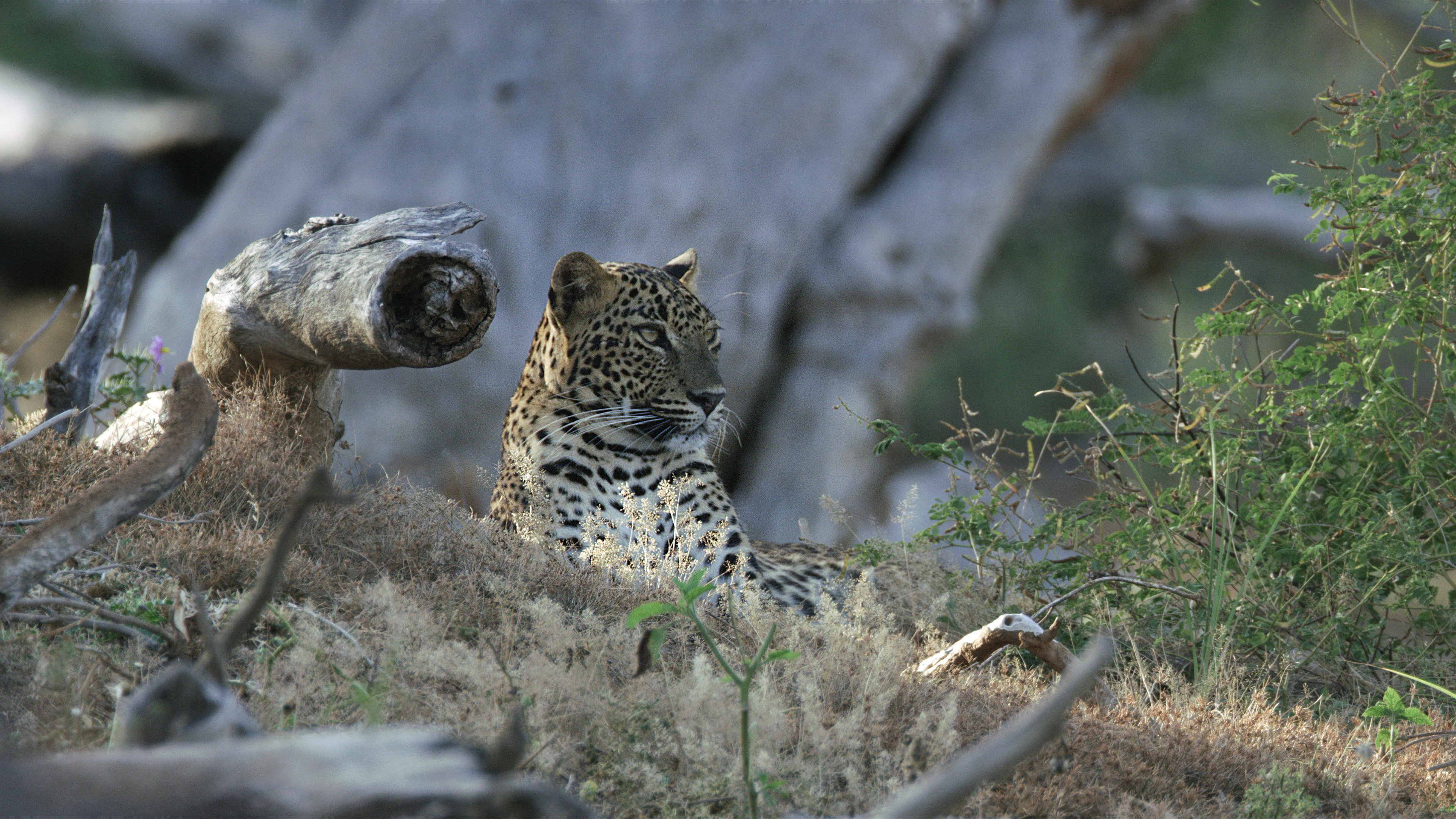 Age of Big Cats