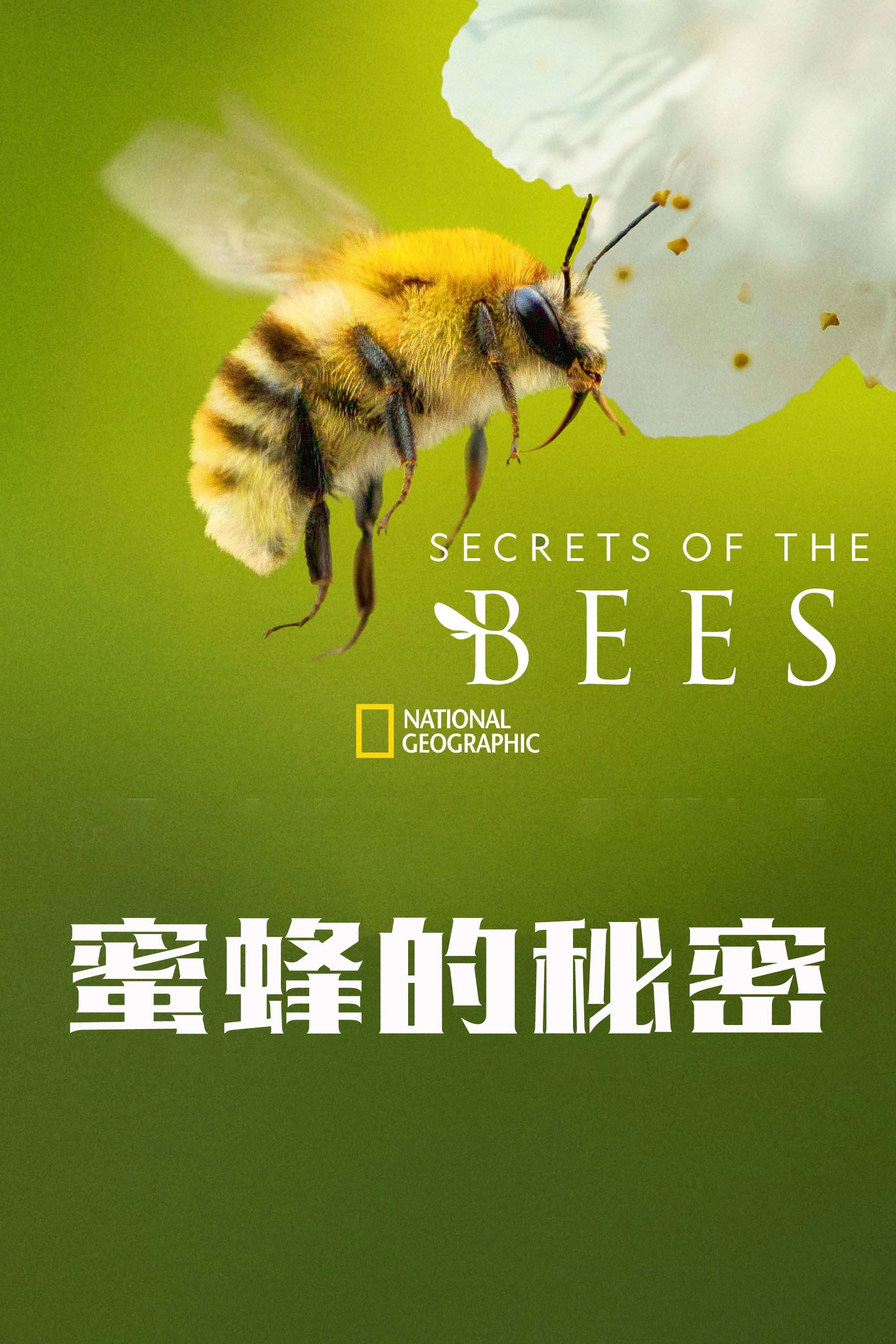 Secrets of the Bees