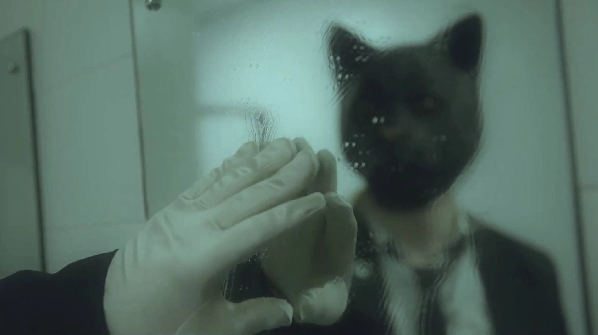 Cat Face