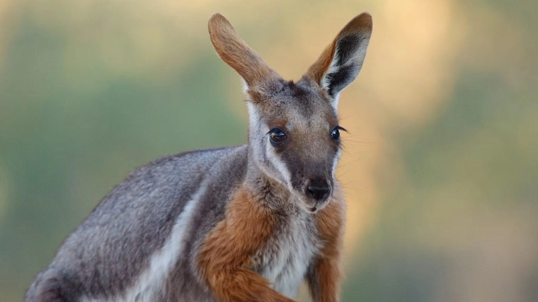 Australia: The Wild Continent