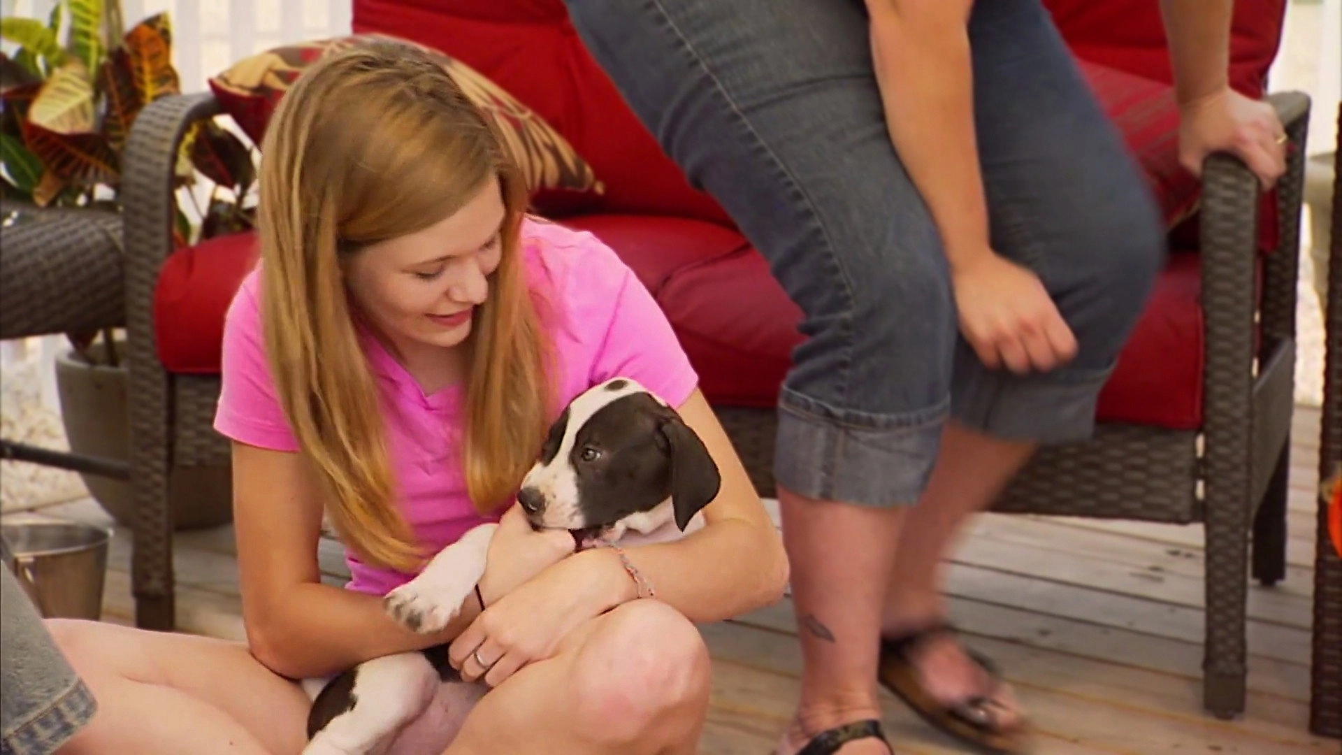 Pit Bulls and Parolees