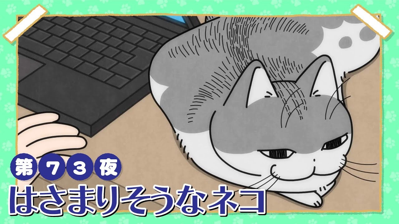 Nights with a Cat
